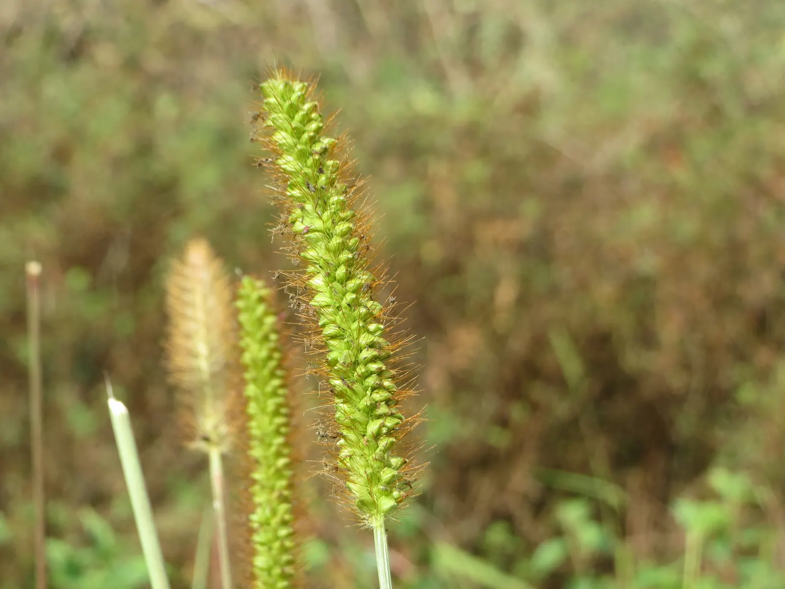 Yellow Foxtail Grass (Alopecurus Pratensis 'Aureus') — grass / ground cover for full or half
