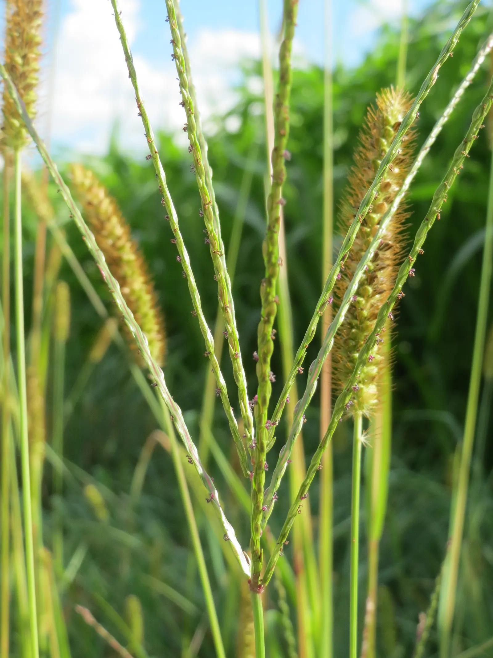 Yellow Foxtail Grass (Alopecurus Pratensis 'Aureus') — Yellow Foxtail Grass reaches a modest height of approximately 12 to 24 inches; this, image 47