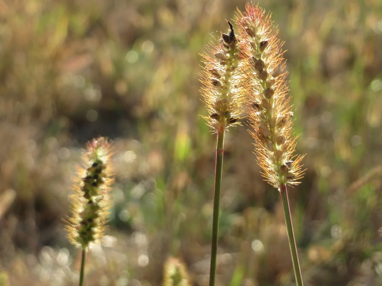 Yellow Foxtail Grass (Alopecurus Pratensis 'Aureus') — This ornamental grass grows to a height of approx; yellow Foxtail Grass reaches a modest, image 38