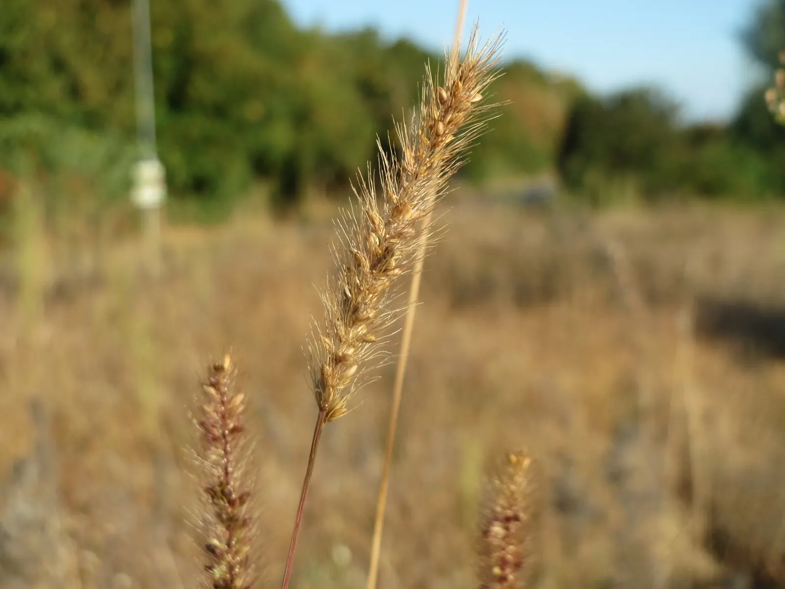 Yellow Foxtail Grass (Alopecurus Pratensis 'Aureus') — is a striking perennial with vibrant golden-yellow foliage; prefers full sun to partial, image 73