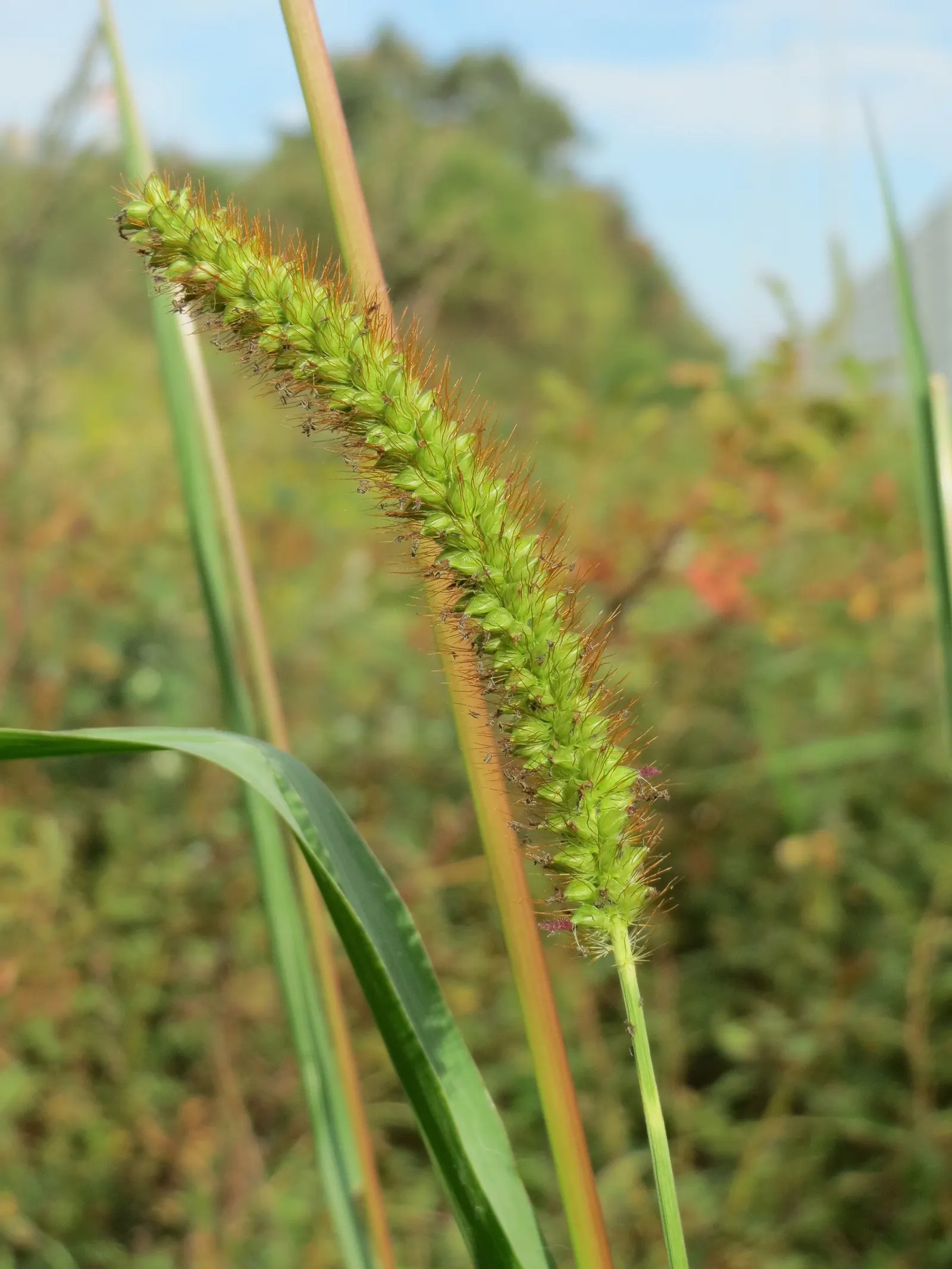 Yellow Foxtail Grass (Alopecurus Pratensis 'Aureus') — Its soft, brush-like inflorescences add texture, contrasting beautifully with darker greens, image 95