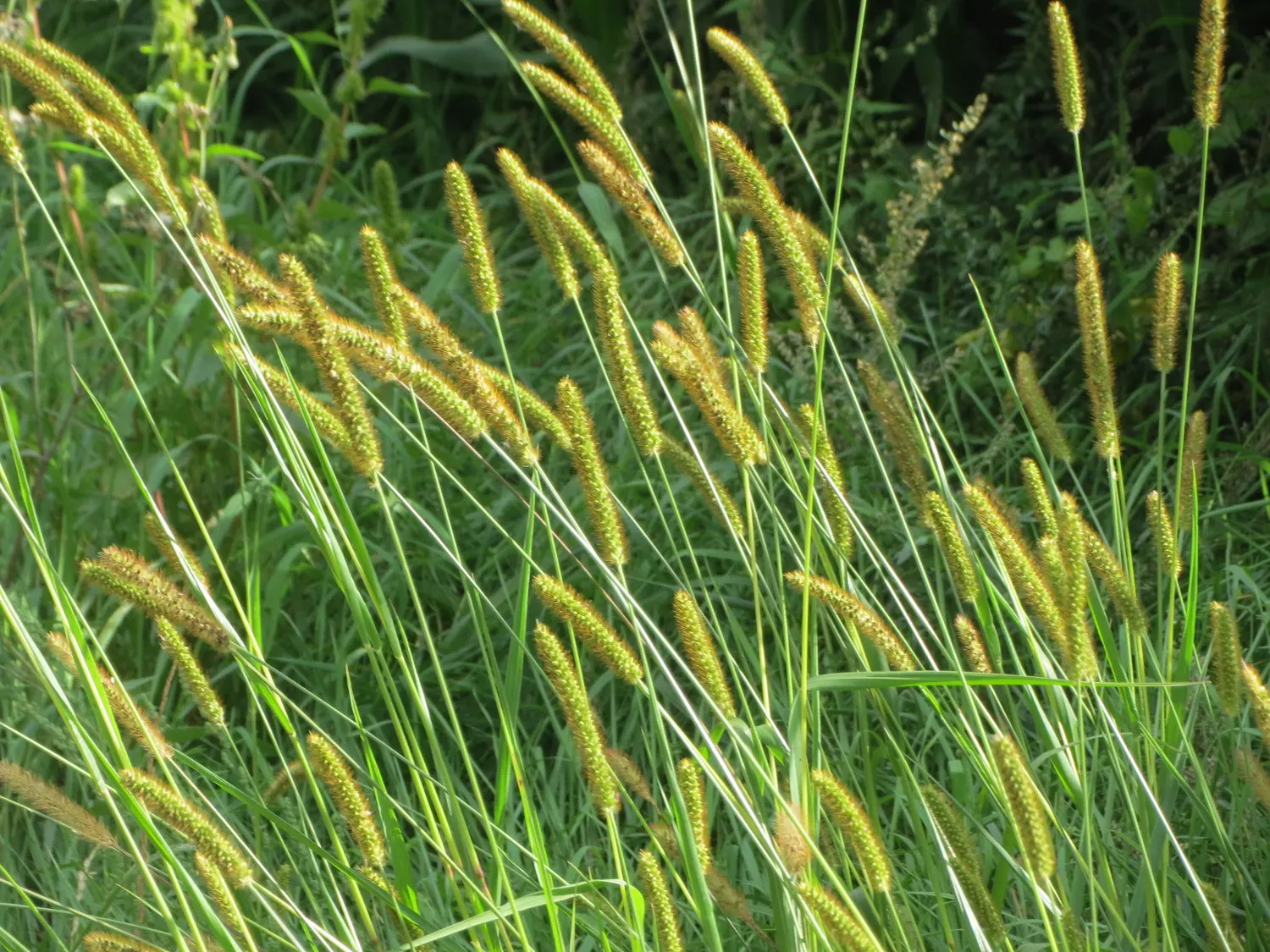 Yellow Foxtail Grass (Alopecurus Pratensis 'Aureus') — is an ornamental grass renowned for its vivid; when designing a landscape, image 98
