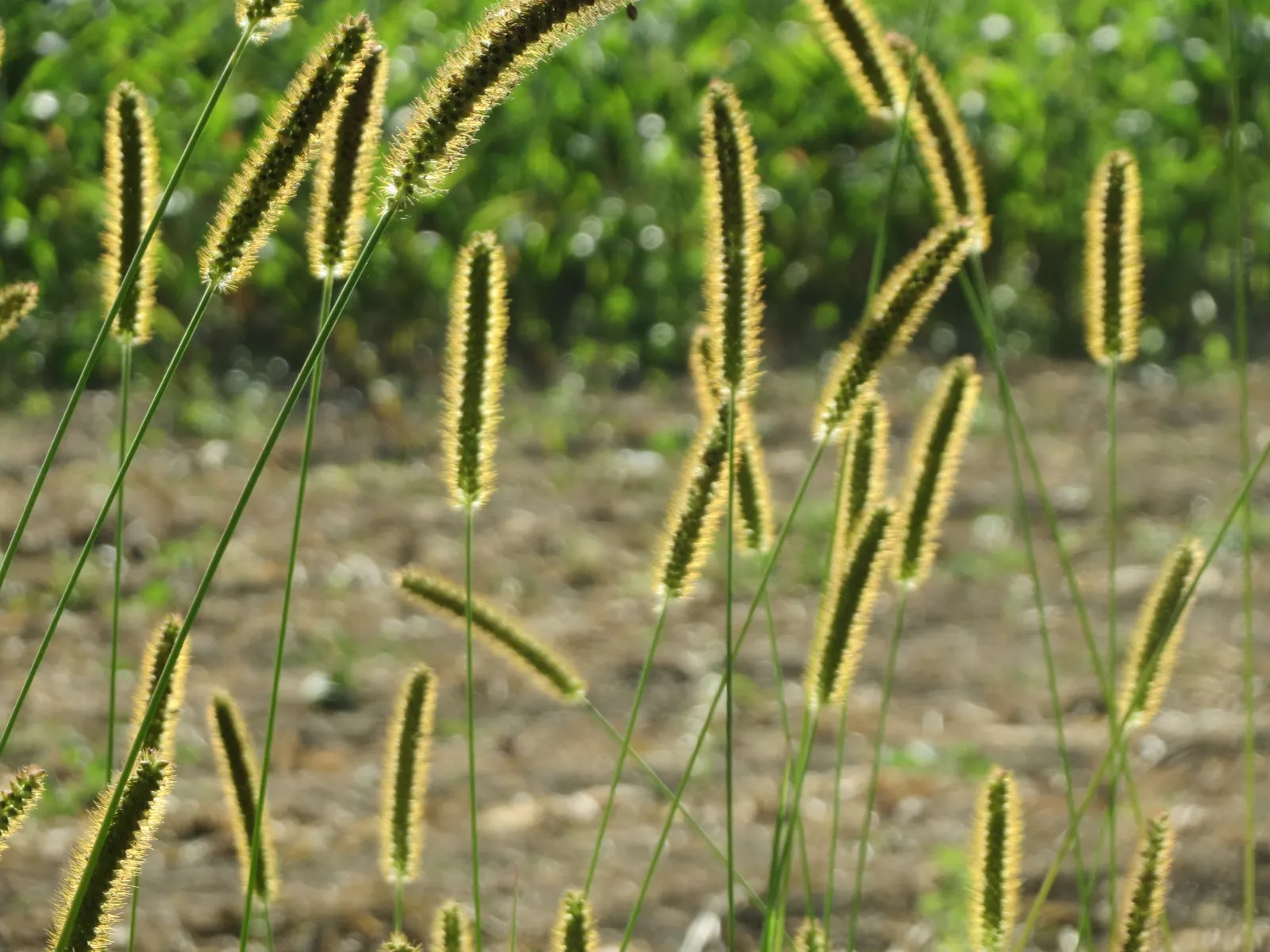 Yellow Foxtail Grass (Alopecurus Pratensis 'Aureus') — making it a versatile choice for borders; as a striking cultivar of the Meadow Foxtail, image 84