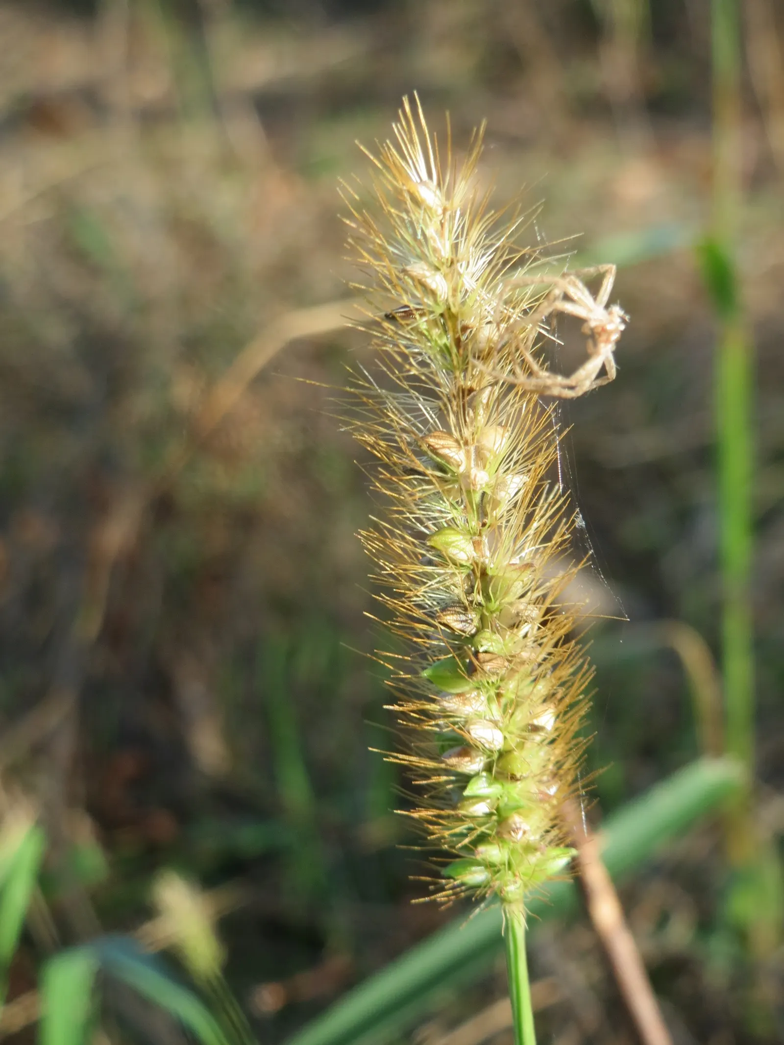 Yellow Foxtail Grass (Alopecurus Pratensis 'Aureus') — This ornamental grass grows to a height of approx; yellow Foxtail Grass reaches a modest height of