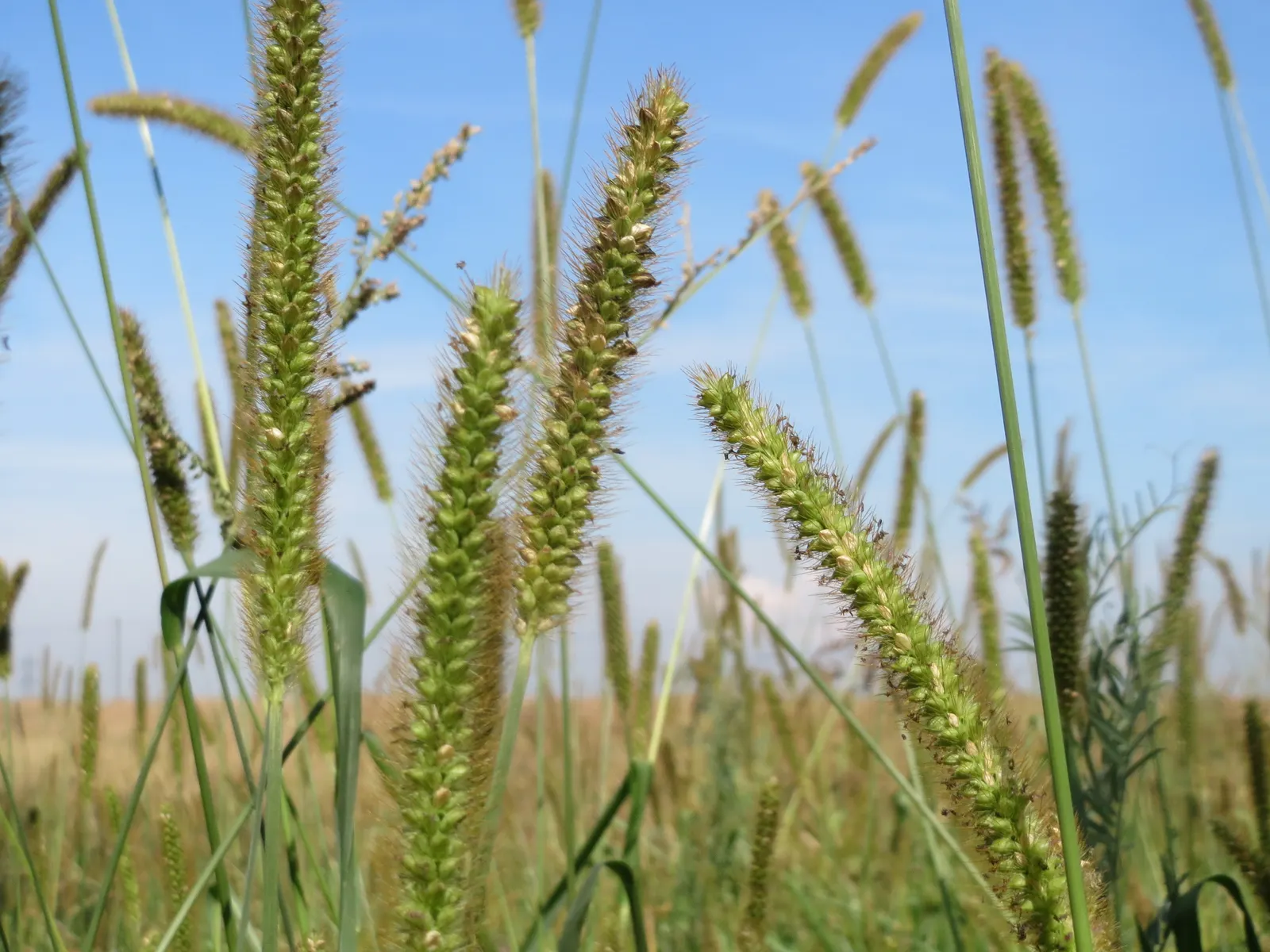 Yellow Foxtail Grass (Alopecurus Pratensis 'Aureus') — is an ornamental grass renowned for its vivid