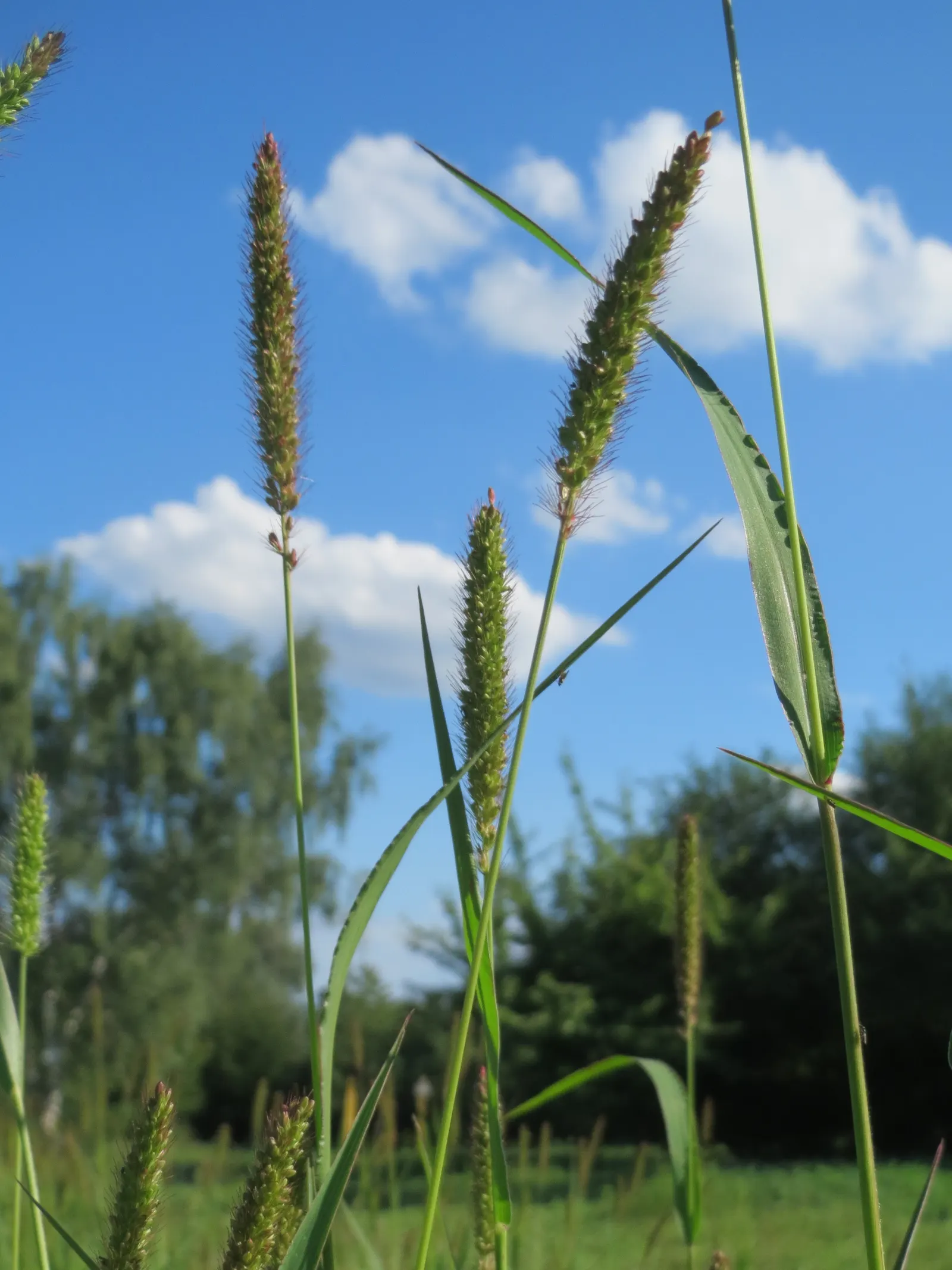 Yellow Foxtail Grass (Alopecurus Pratensis 'Aureus') — As a striking cultivar of the Meadow Foxtail; ideal for borders, it provides movement and, image 63