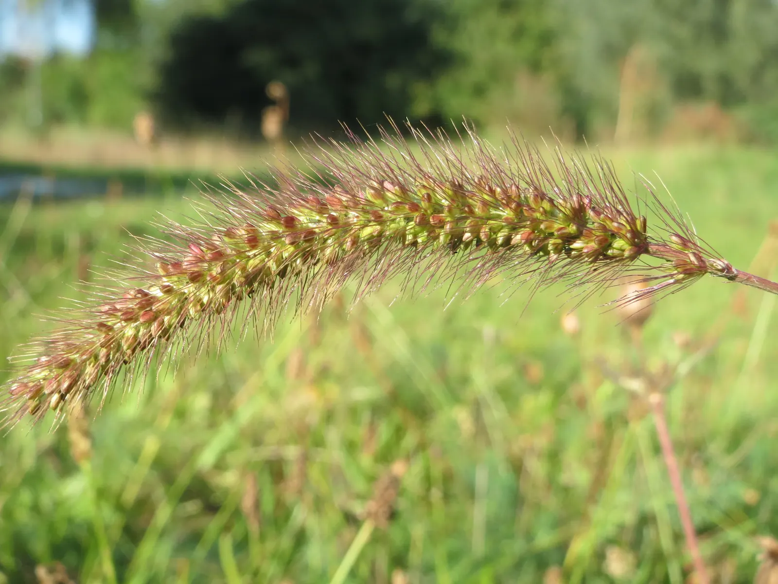 Yellow Foxtail Grass (Alopecurus Pratensis 'Aureus') — When designing a landscape; is an ornamental grass renowned for its vivid, image 89