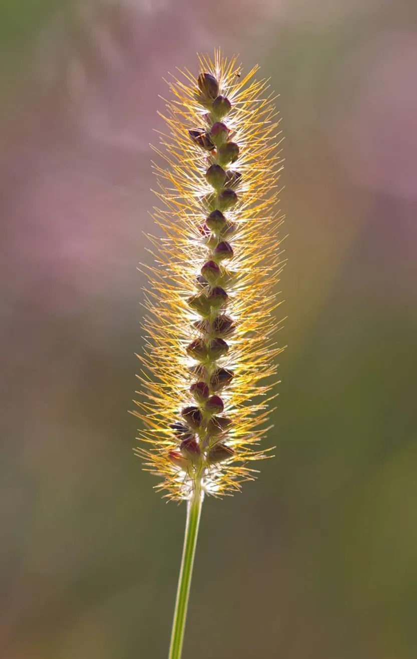 Yellow Foxtail Grass (Alopecurus Pratensis 'Aureus') — It thrives in USDA hardiness zones 4 to 8; its soft, brush-like inflorescences add texture, image 50