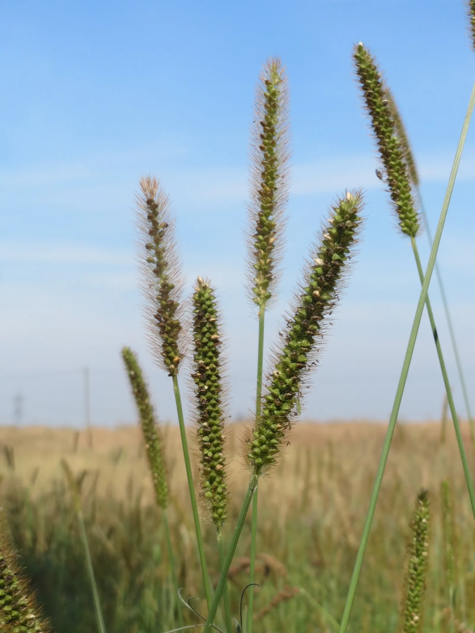 Yellow Foxtail Grass (Alopecurus Pratensis 'Aureus') — is a striking perennial with vibrant golden-yellow foliage; prefers full sun to partial shade and