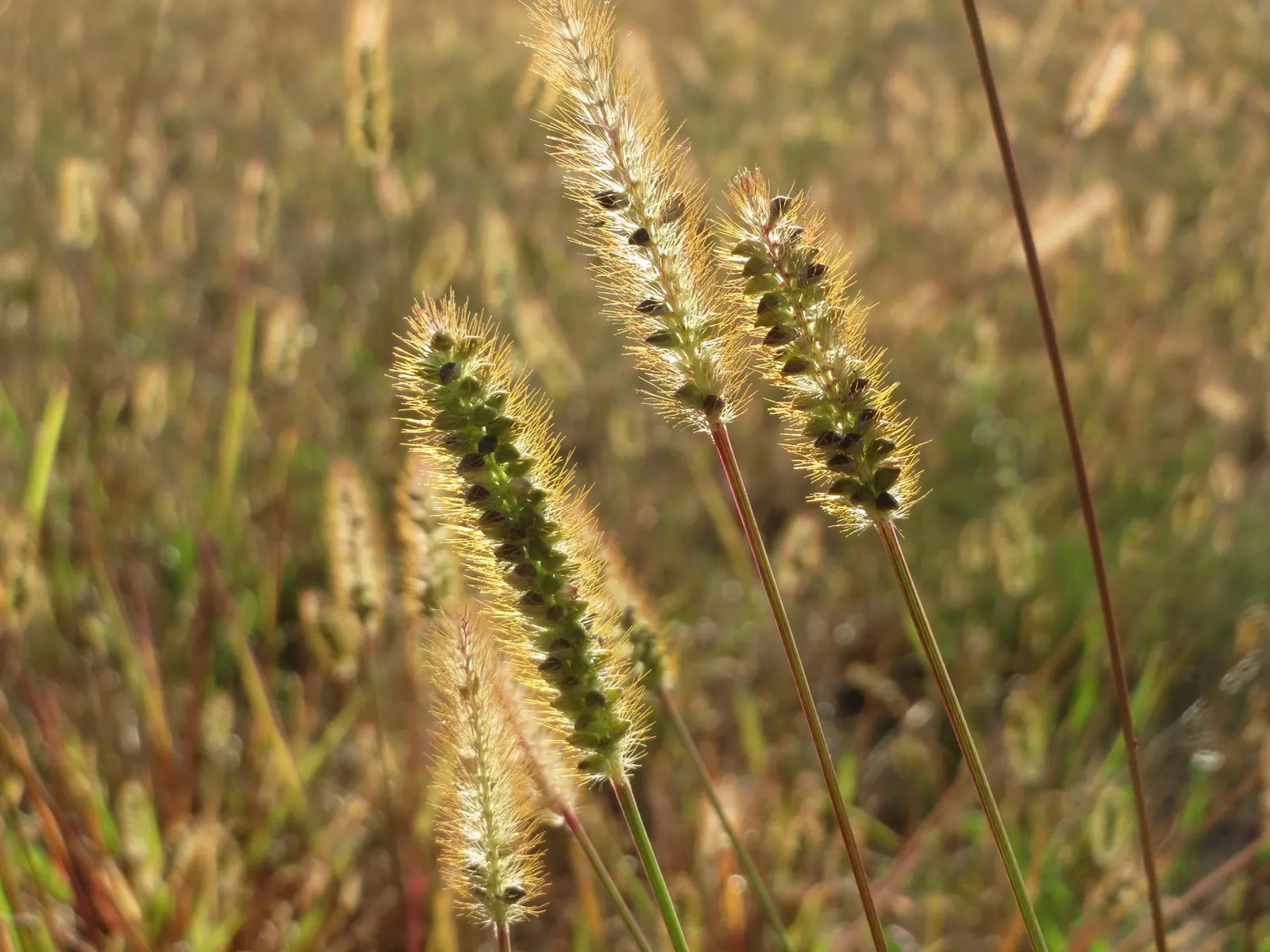 Yellow Foxtail Grass (Alopecurus Pratensis 'Aureus') — scientifically known as Alopecurus pratensis 'Aureus'; brush-like flower spikes that emerge, image 61