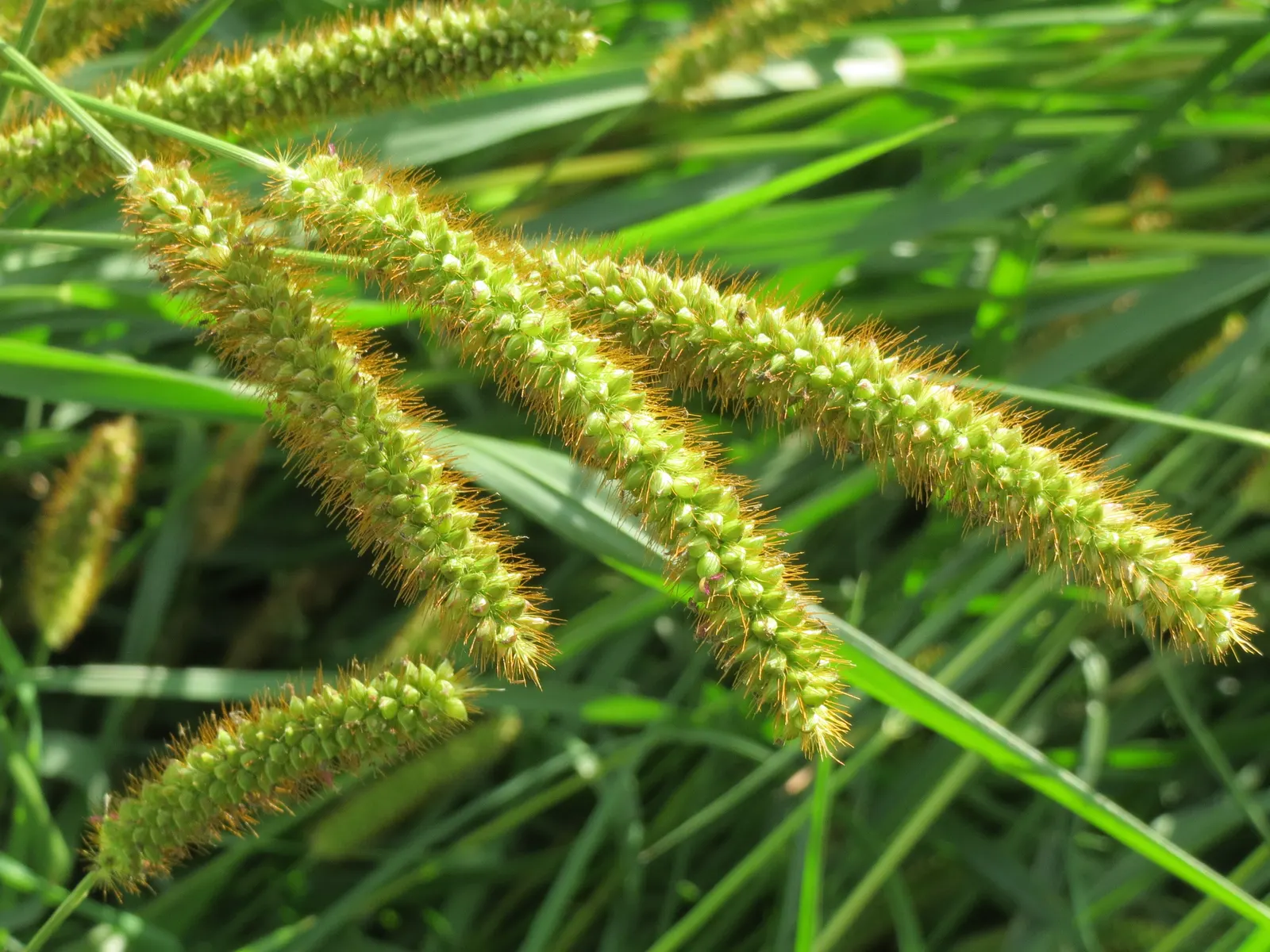 Yellow Foxtail Grass (Alopecurus Pratensis 'Aureus') — Prefers full sun to partial shade and well-drained soil; scientifically known as Alopecurus pratensis