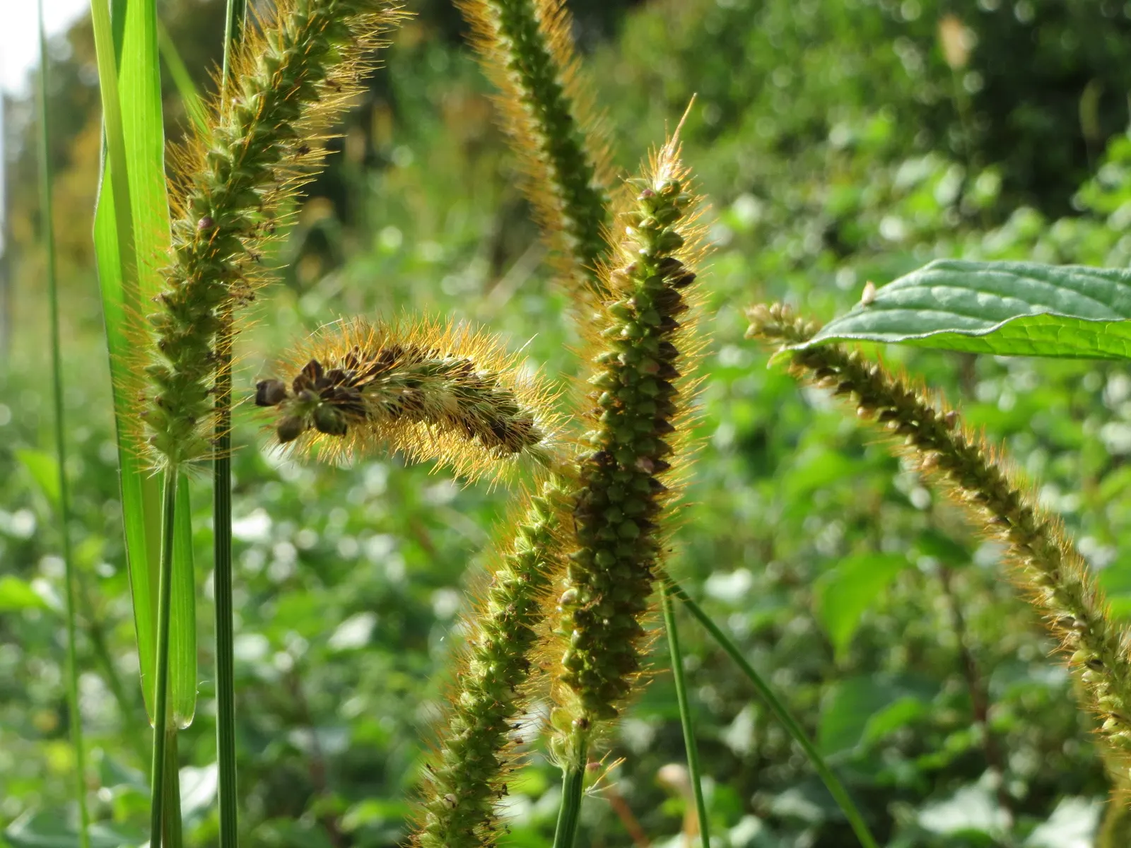 Yellow Foxtail Grass (Alopecurus Pratensis 'Aureus') — While it is a relatively low-maintenance plant; making it a versatile choice for borders