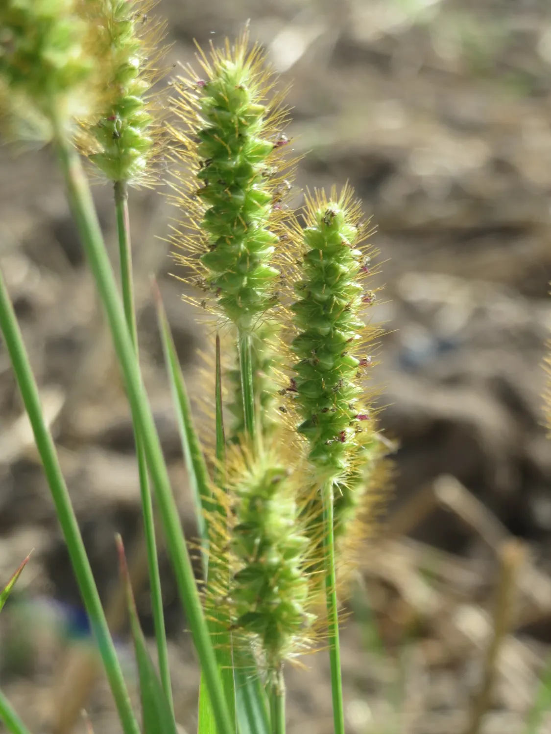Yellow Foxtail Grass (Alopecurus Pratensis 'Aureus') — Ideal for borders, it provides movement and seasonal interest