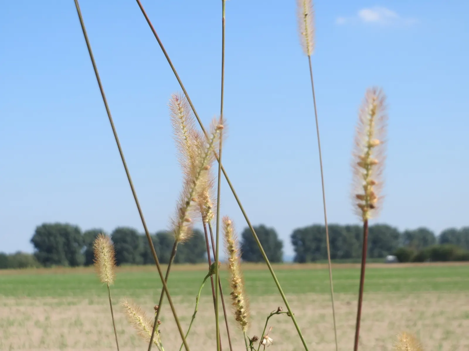 Yellow Foxtail Grass (Alopecurus Pratensis 'Aureus') — 12-24 inches and a spread of up to 20 inches; grass / ground cover for full or half, image 93