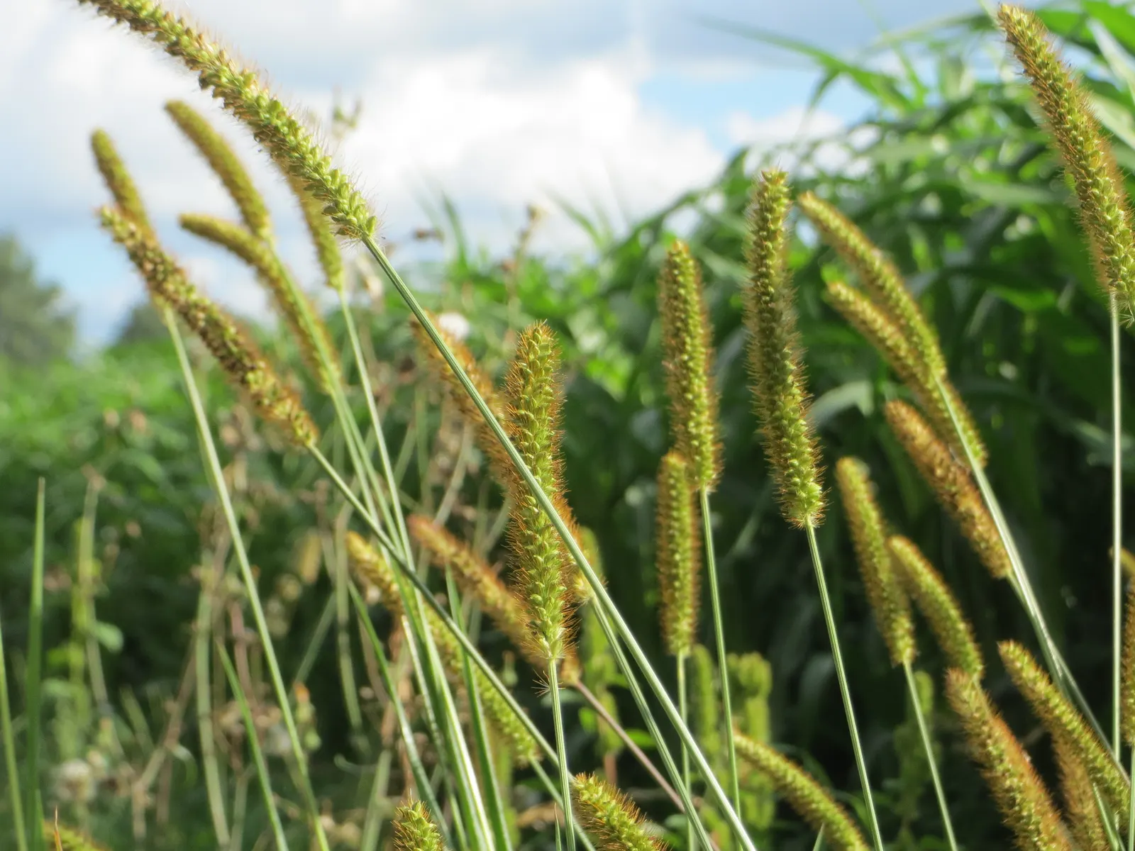 Yellow Foxtail Grass (Alopecurus Pratensis 'Aureus') — Ideal for borders, it provides movement and seasonal interest; 12-24 inches and a spread of, image 42