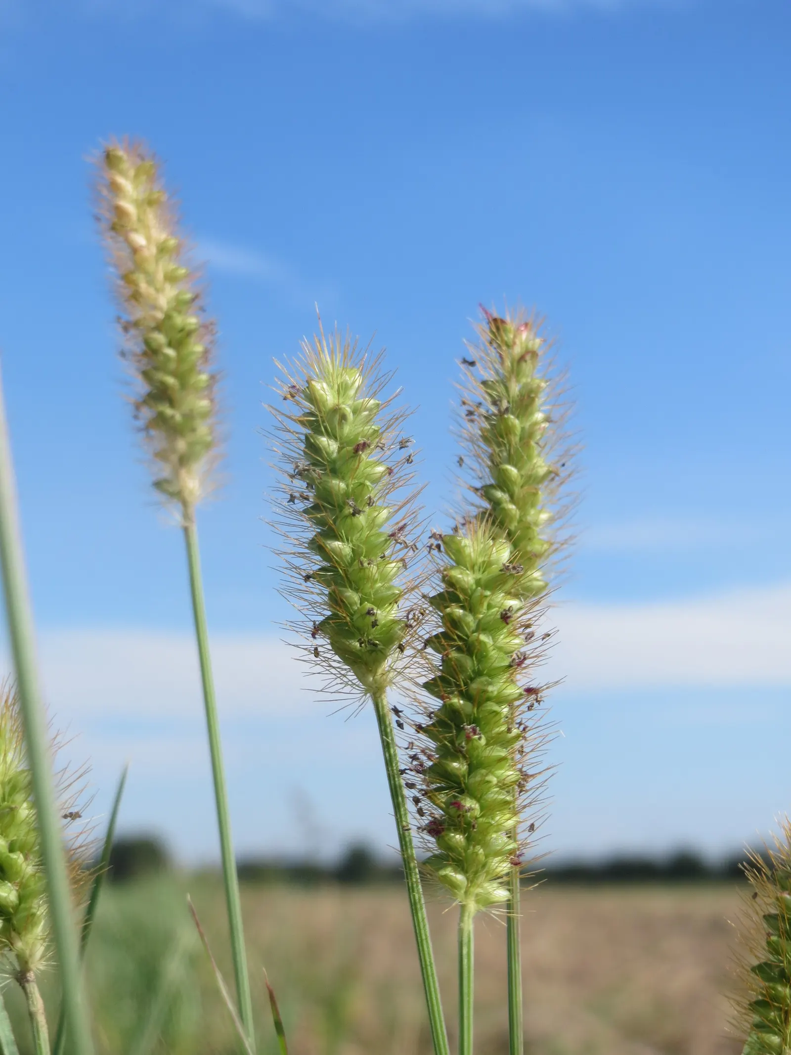 Yellow Foxtail Grass (Alopecurus Pratensis 'Aureus') — or as an accent in mixed beds; welcoming a variety of pollinators to the garden, image 67