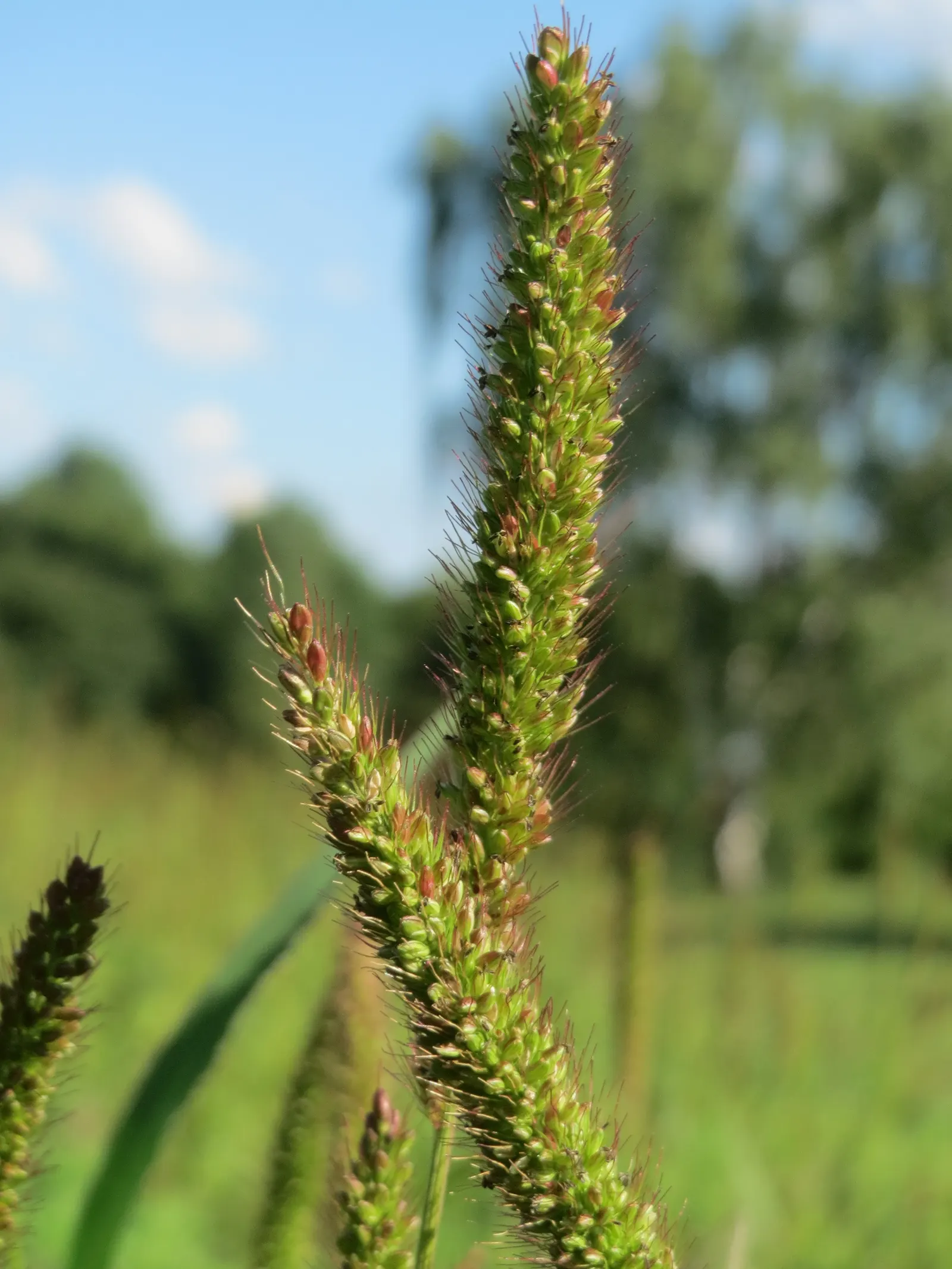 Yellow Foxtail Grass (Alopecurus Pratensis 'Aureus') — is a striking perennial with vibrant golden-yellow foliage; prefers full sun to partial, image 55