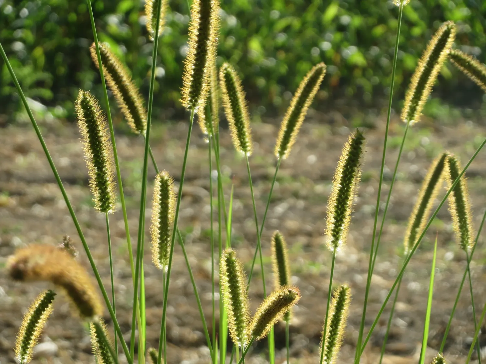 Yellow Foxtail Grass (Alopecurus Pratensis 'Aureus') — 12-24 inches and a spread of up to 20 inches; grass / ground cover for full or half, image 75