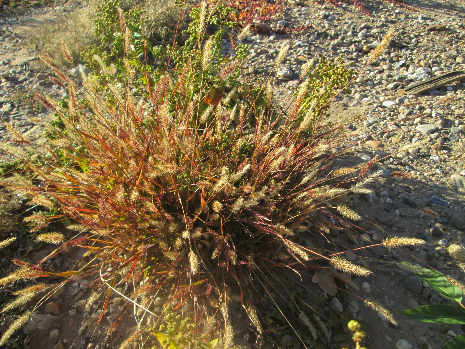 Yellow Foxtail Grass (Alopecurus Pratensis 'Aureus') — It thrives in USDA hardiness zones 4 to 8; its soft, brush-like inflorescences add texture, image 68
