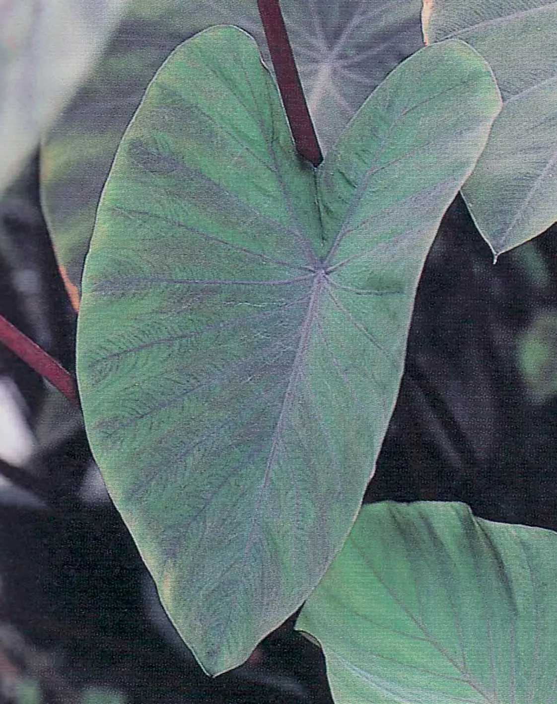 Heart of the Jungle® elephant's ear (Colocasia esculenta) — This is means that the plants are generally identified as having the capability for, image 87