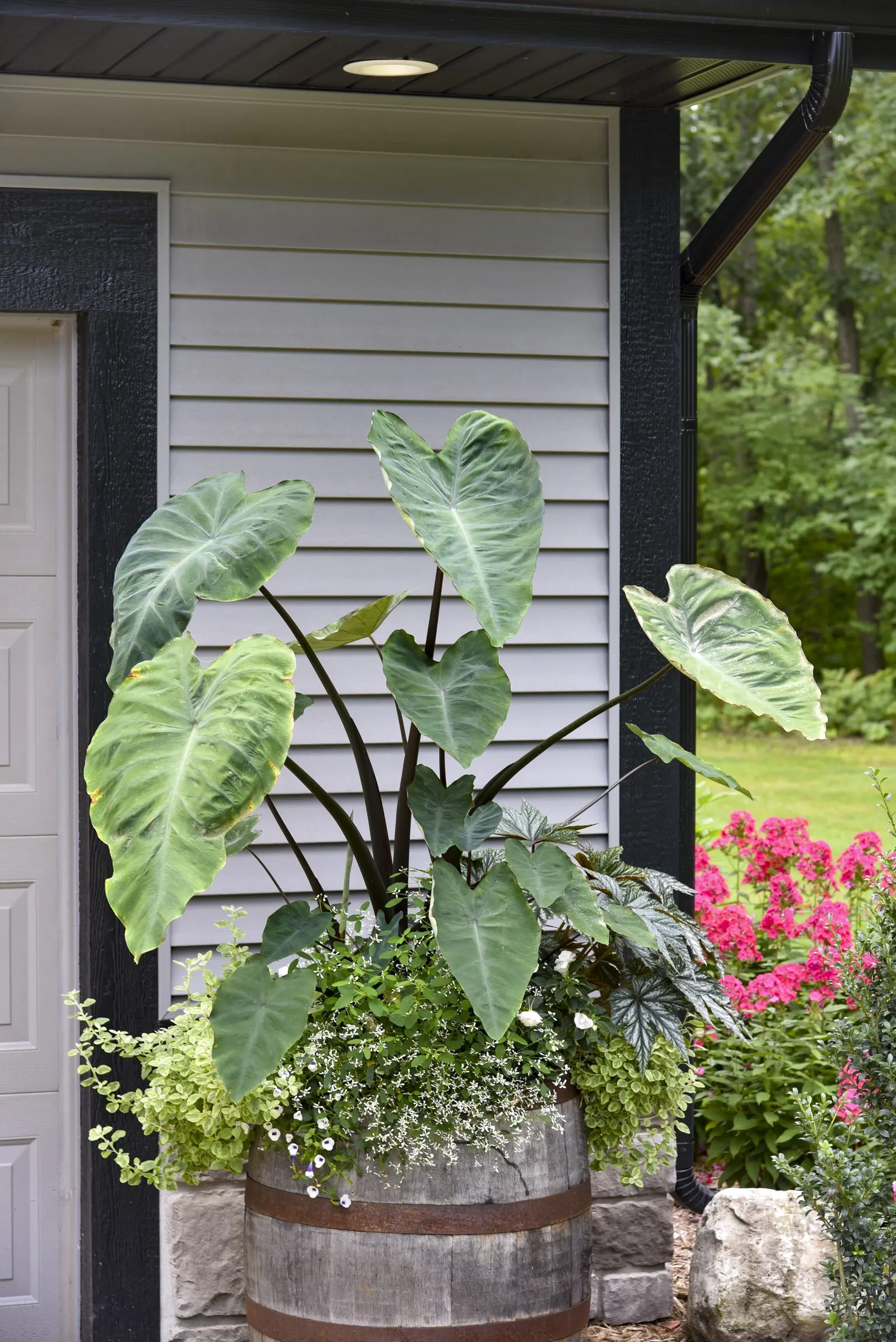 Heart of the Jungle® elephant's ear (Colocasia esculenta) — information and resources; first, allow frost to kill the top of the plant then cut, image 82