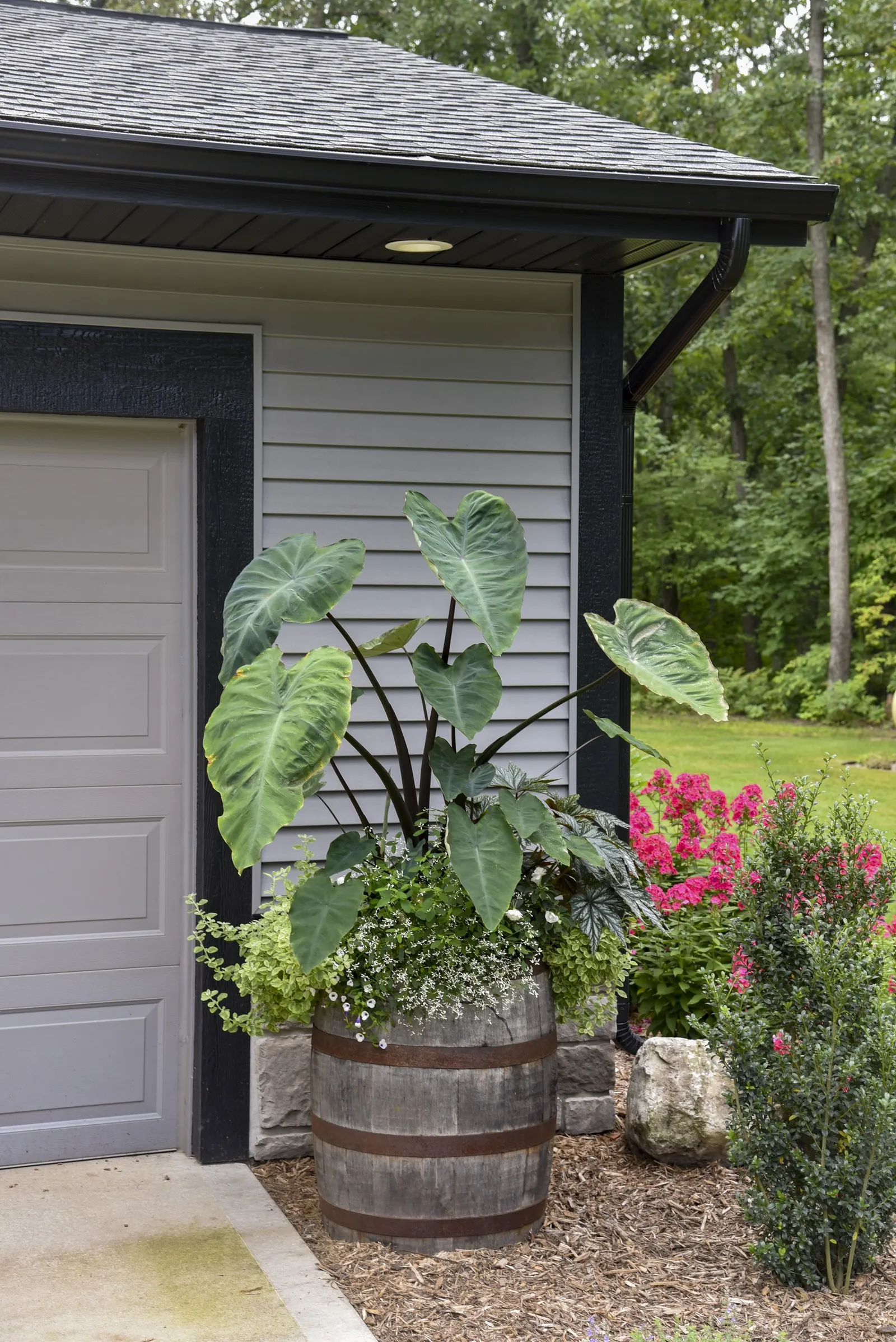 Heart of the Jungle® elephant's ear (Colocasia esculenta) — Do not allow tubers to freeze; wrap dry tubers in newspapers or pack them in peat moss, image 80