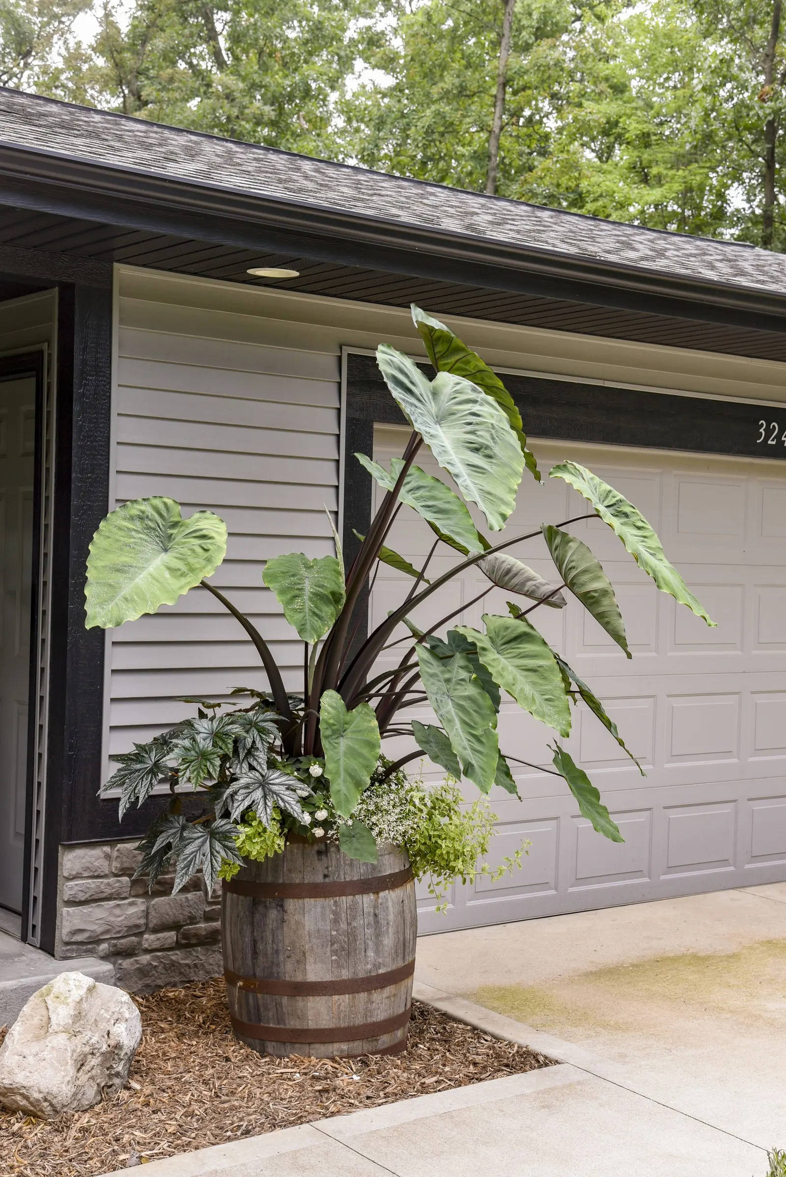 Heart of the Jungle® elephant's ear (Colocasia esculenta) — Store tubers in a dark, cool (35 to 45 F) place; according to the Humane Society of, image 79