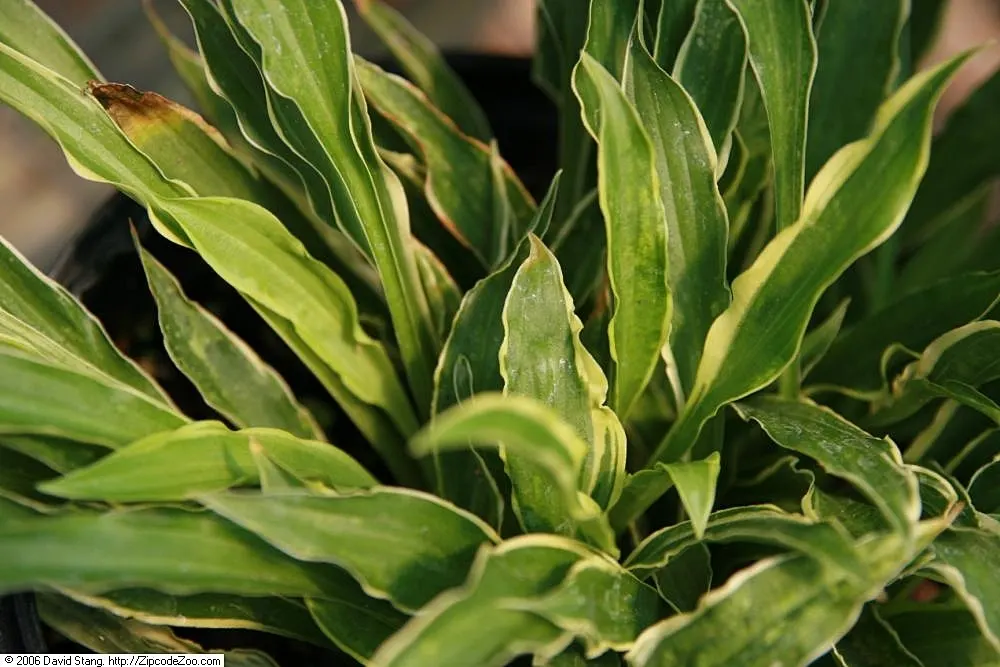 Stiletto Hosta (Hosta 'Stiletto') — Hosta 'Stiletto' is a petite perennial featuring narrow
