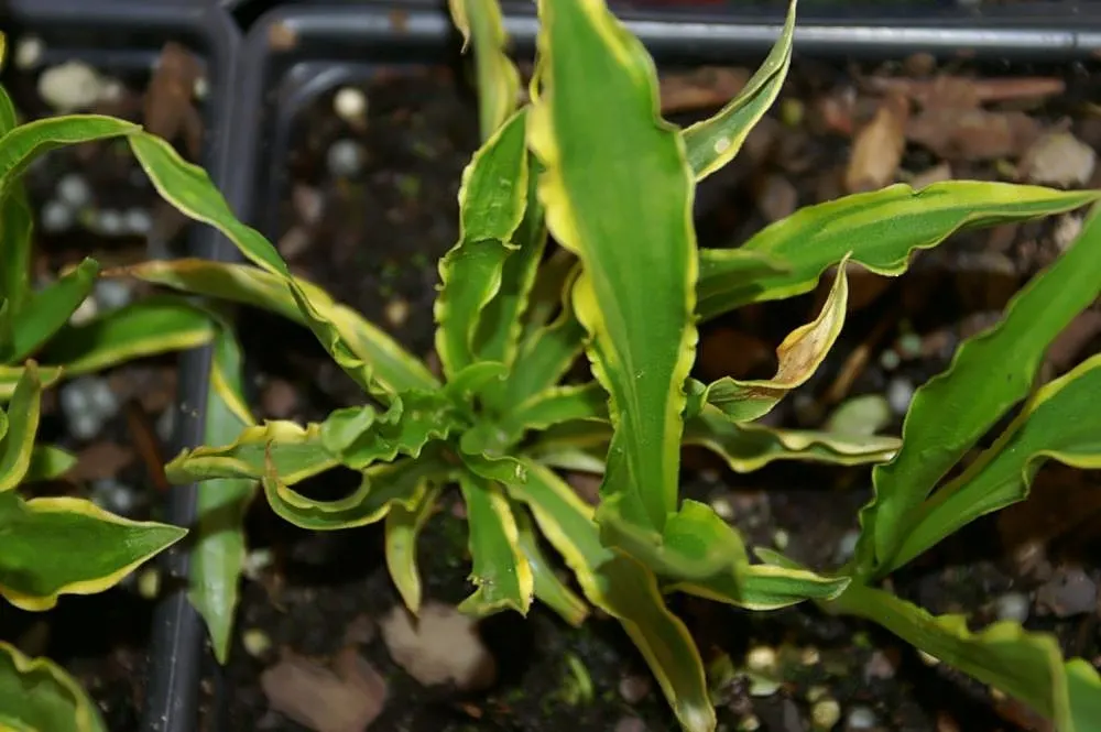 Stiletto Hosta (Hosta 'Stiletto') — lance-shaped leaves with rippled edges and a bright green hue