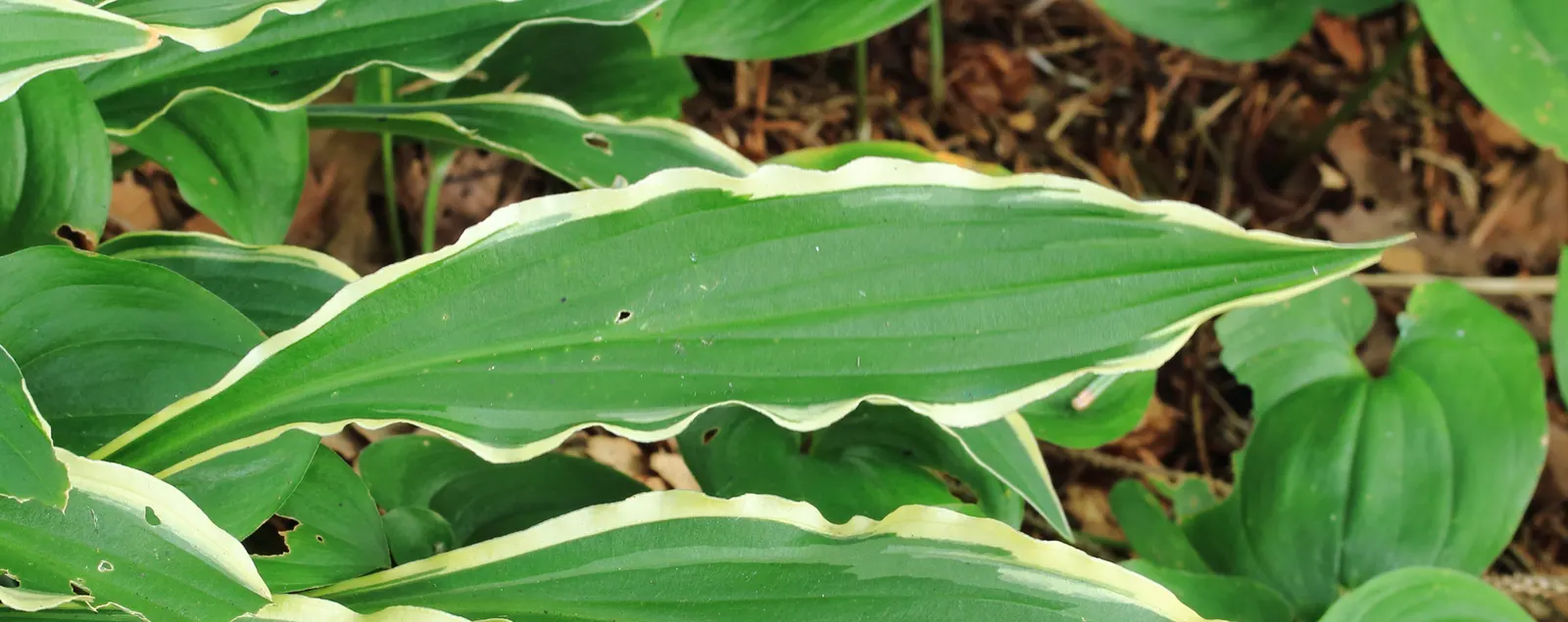 Stiletto Hosta (Hosta 'Stiletto') — accented by creamy-white margins