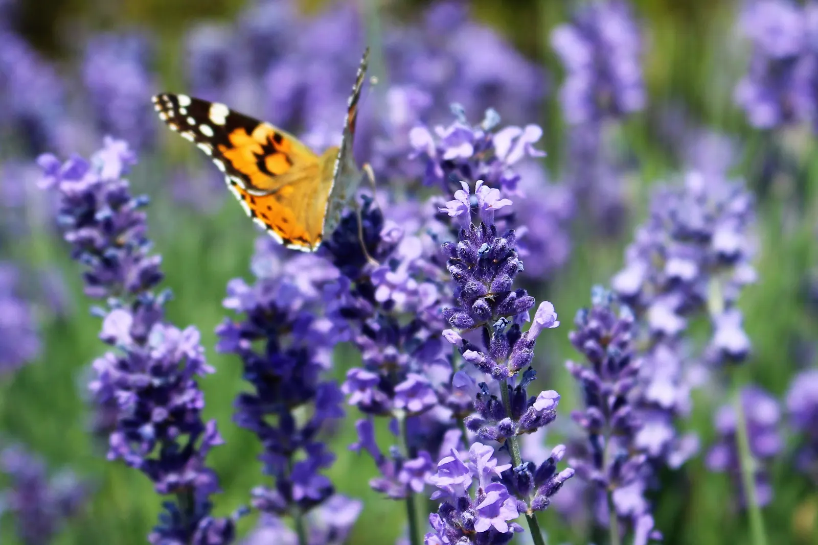 Lavender Lady English Lavender (Lavandula Angustifolia 'Lavender Lady') — Lavandula angustifolia 'Lavender Lady,' commonly known as Lavender Lady English