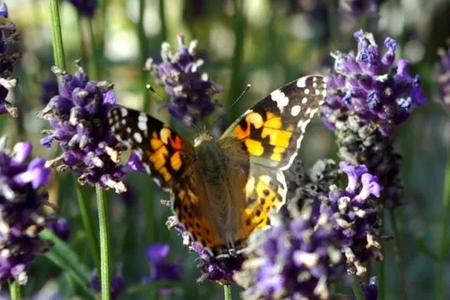 Lavender Lady English Lavender (Lavandula Angustifolia 'Lavender Lady') — Hardy in zones 5 to 9, it reaches up to 18 to 24 inches in height with a similar