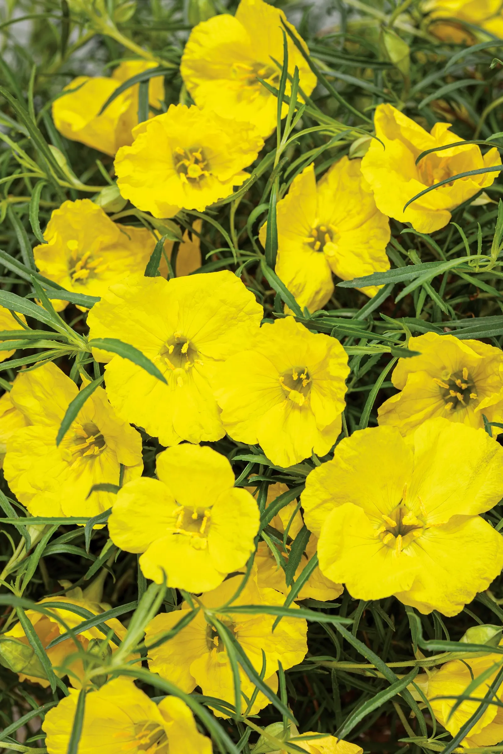 Evening Primrose (Oenothera) — Derived from a native Texan species