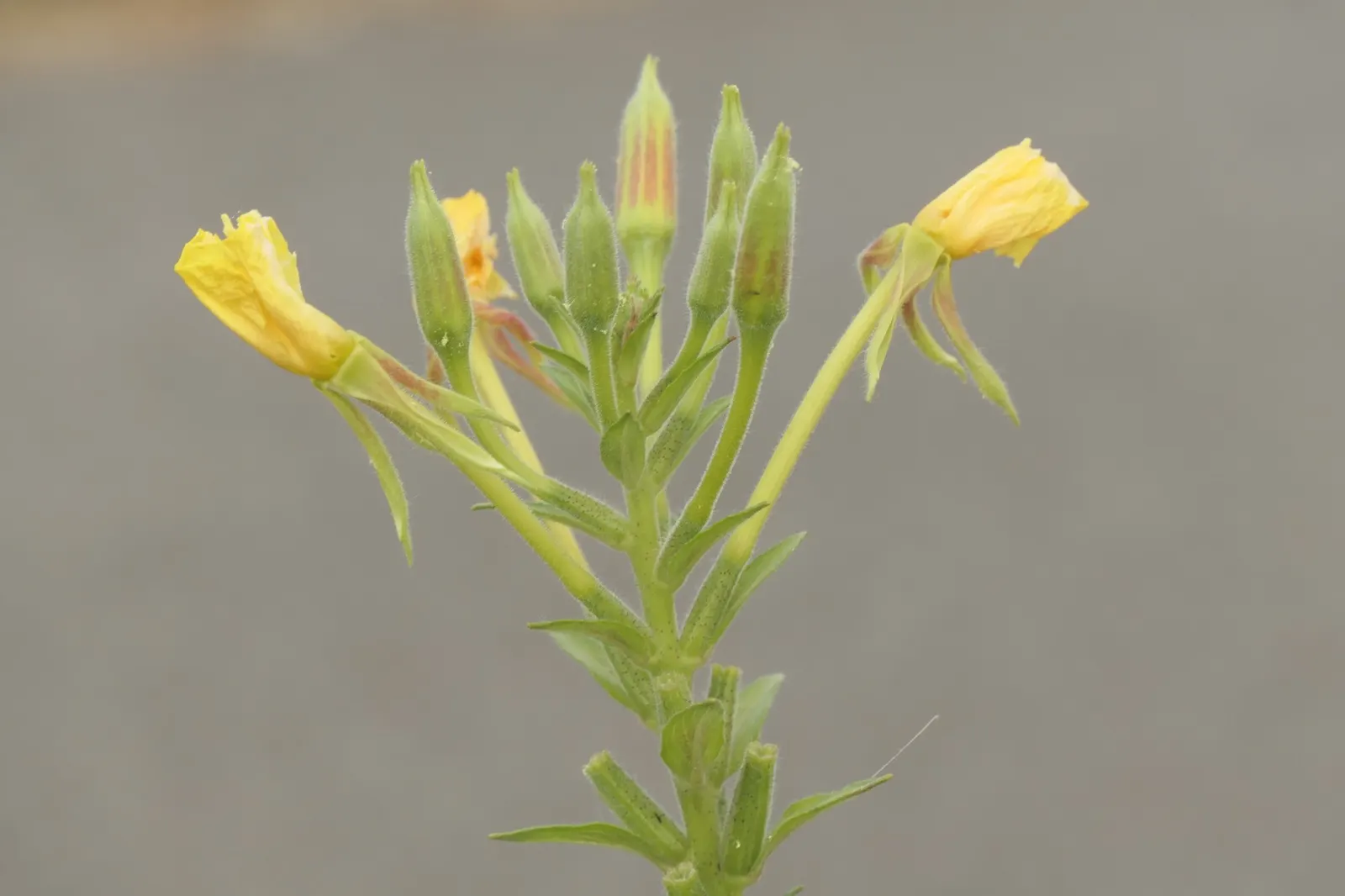Evening Primrose (Oenothera) — the color becomes vivid and remarkably consistent