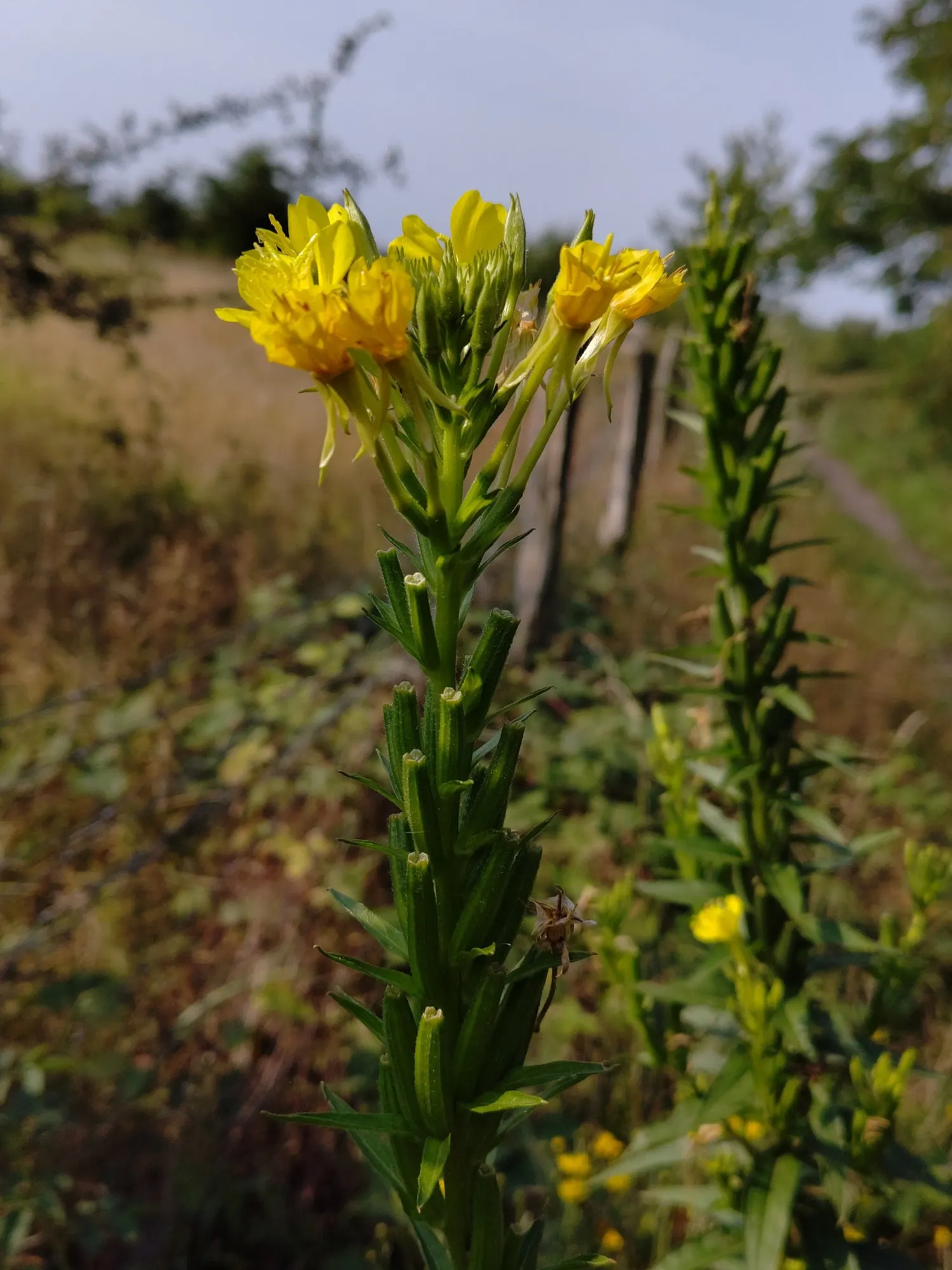 Evening Primrose (Oenothera) — Overwatering is more likely to cause trouble than neglect