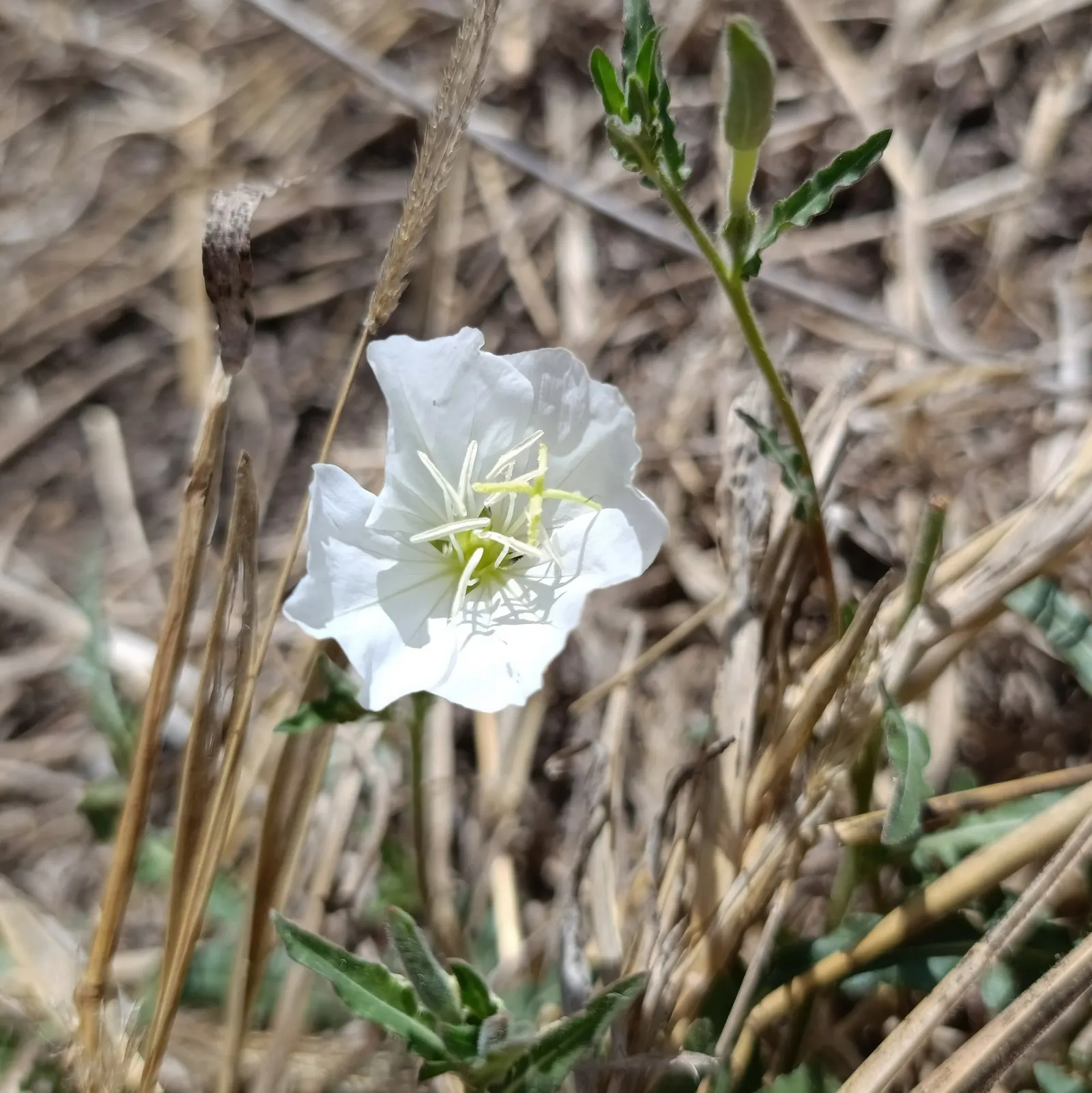 Evening Primrose (Oenothera) — site Oenothera 'Sunglow' in full sun