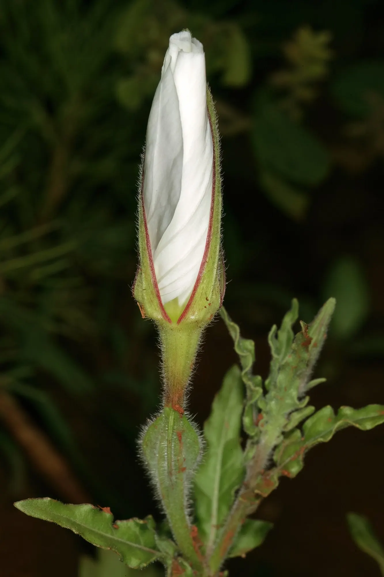 Evening Primrose (Oenothera) — It is hardy in USDA Zones 8a through 10b and is grown as a warm-season annual in cooler regions