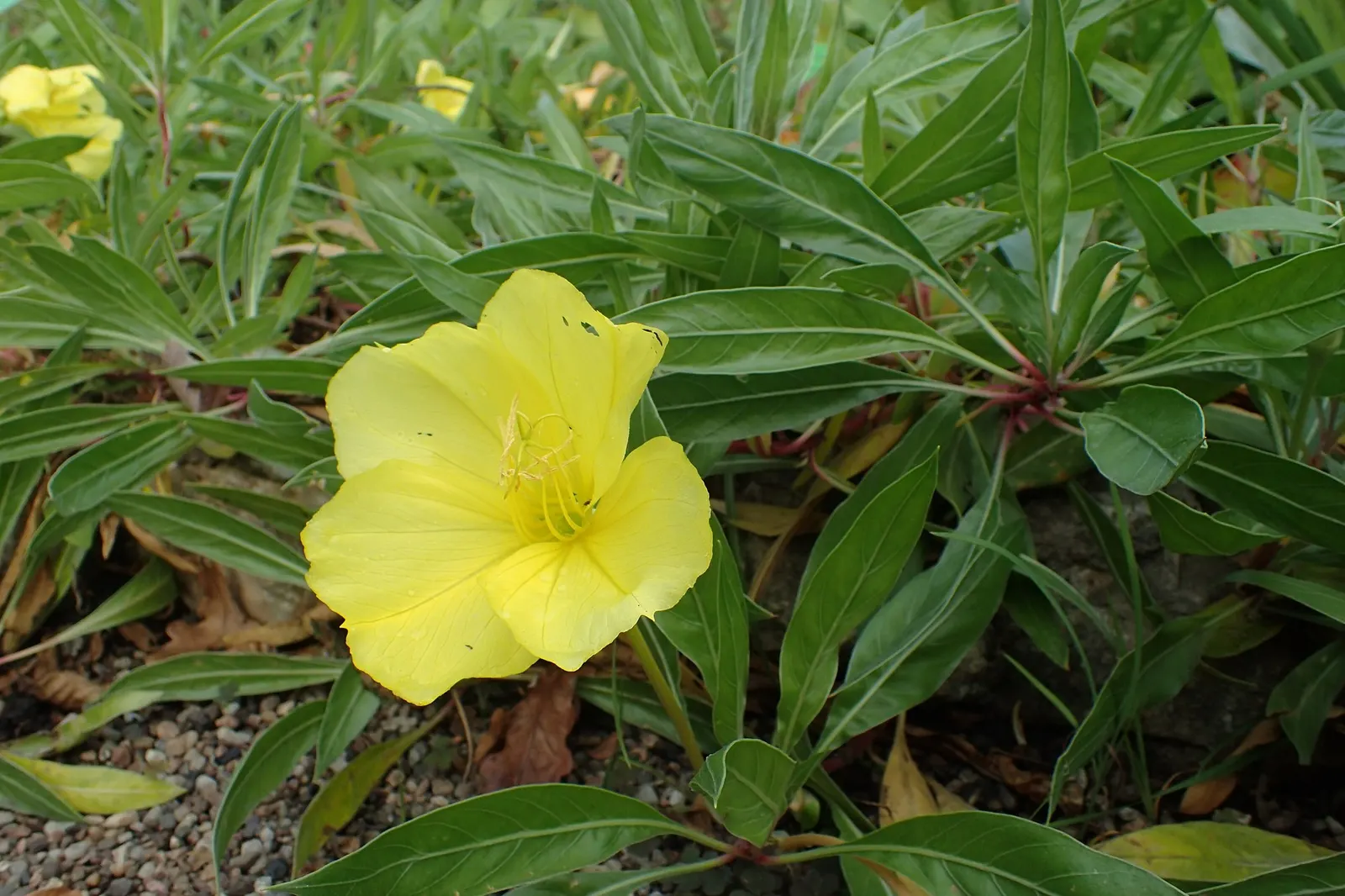 Evening Primrose (Oenothera) — making it a resilient and charming choice for heat-forward designs
