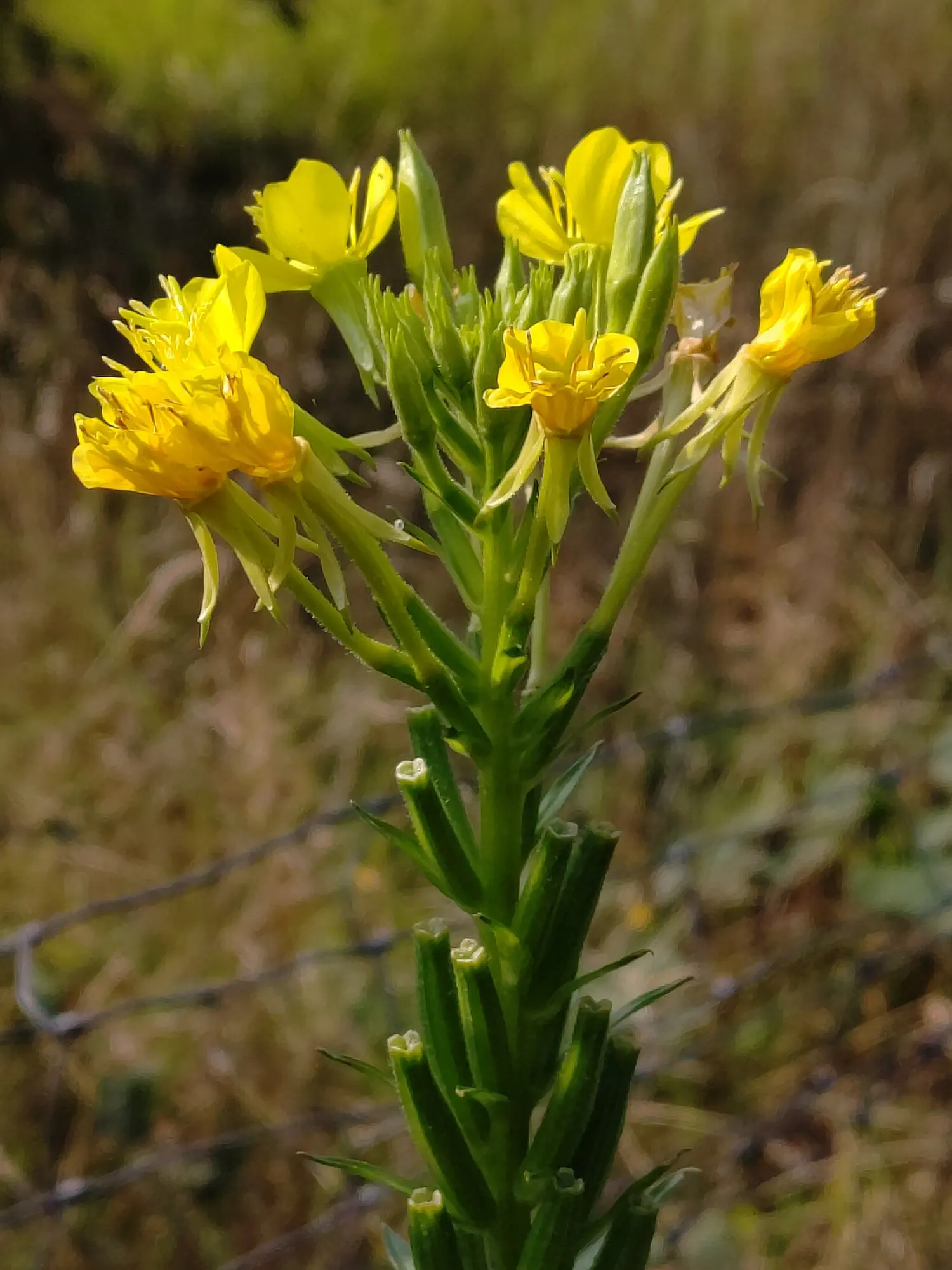 Evening Primrose (Oenothera) — Deadheading is not necessary