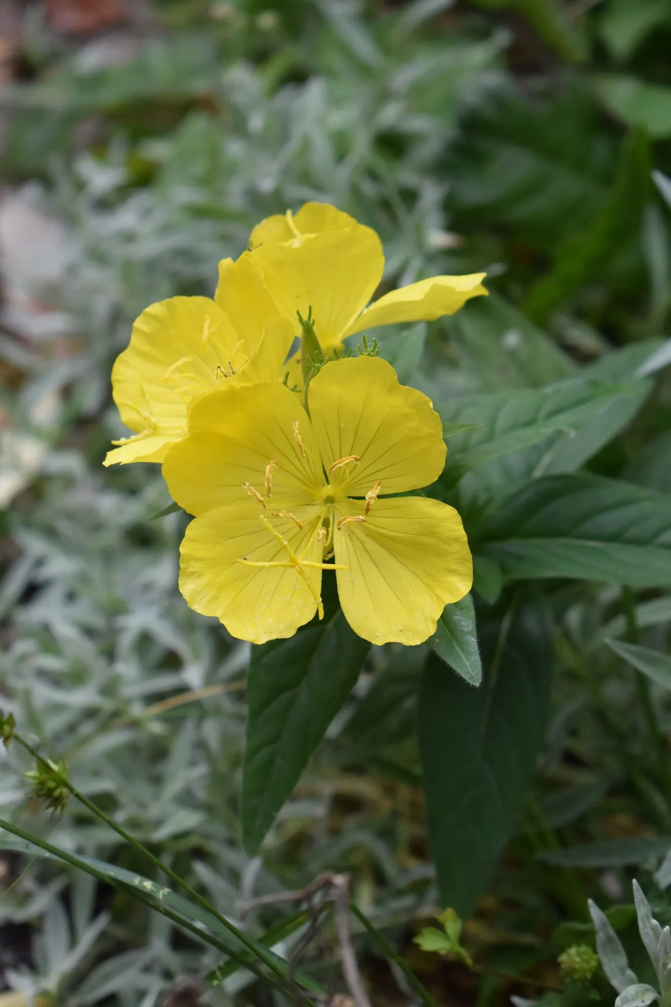 Evening Primrose (Oenothera) — It prefers well-drained soil and average water