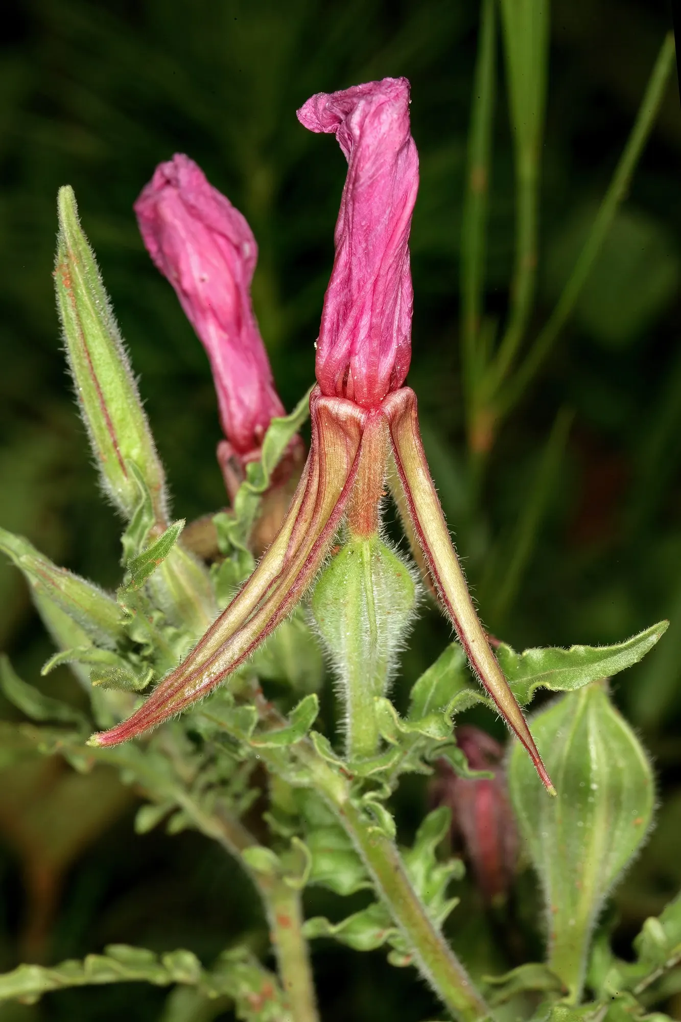 Evening Primrose (Oenothera) — with a softly cascading form that can edge forward in beds or spill gracefully from containers