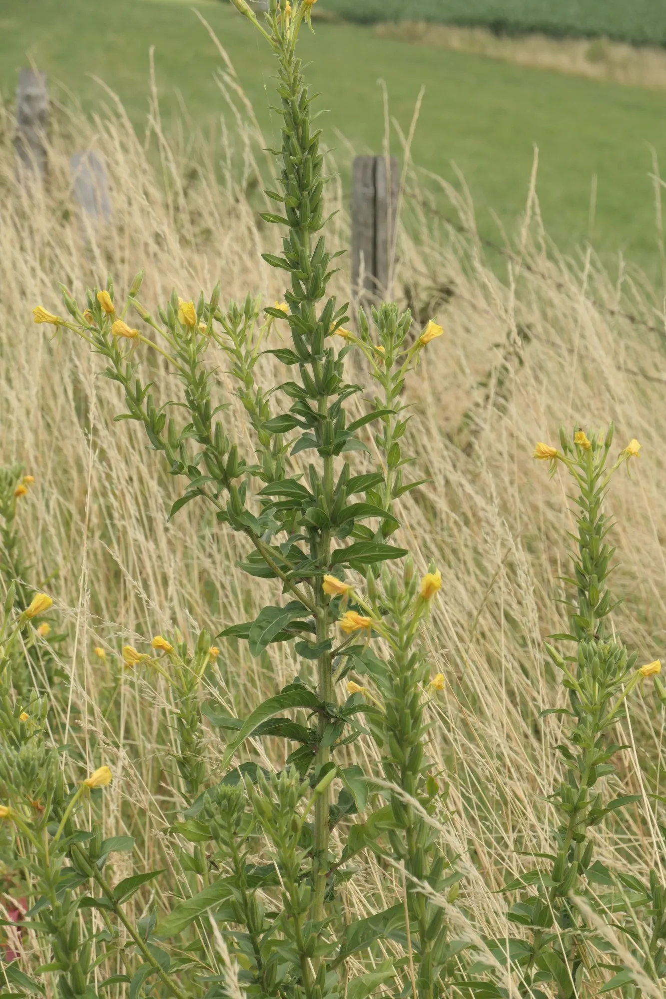 Evening Primrose (Oenothera) — making it especially useful where a softer texture is desired.<br><br>For best performance