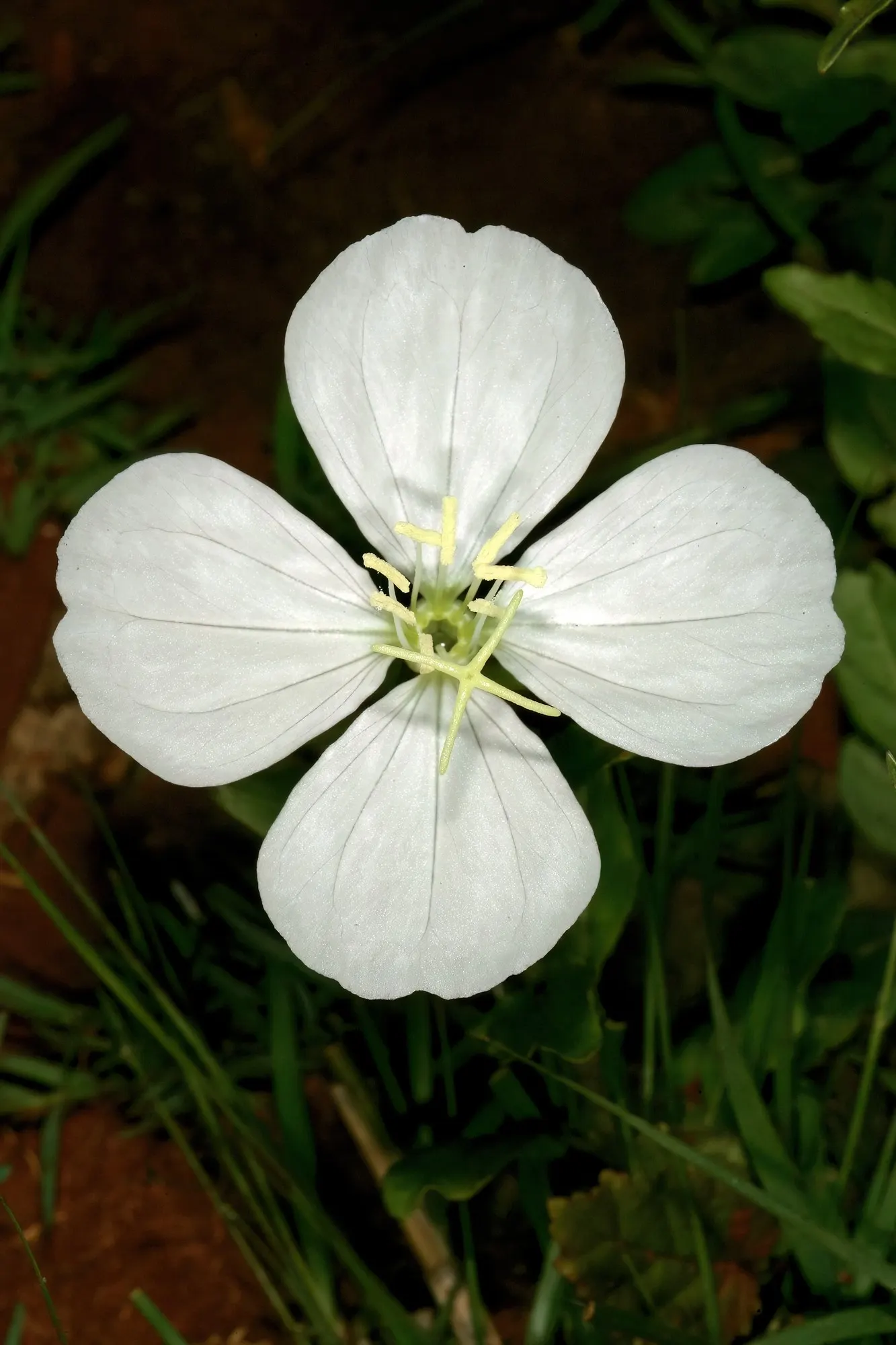 Evening Primrose (Oenothera) — Sunglow Texas primrose typically reaches 12 to 24 inches tall and spreads 18 to 24 inches wide