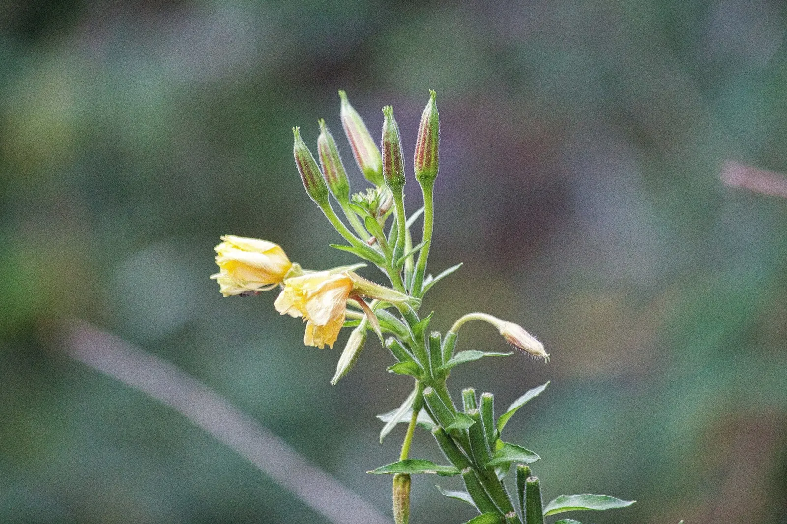 Evening Primrose (Oenothera) — and birds while offering good deer resistance