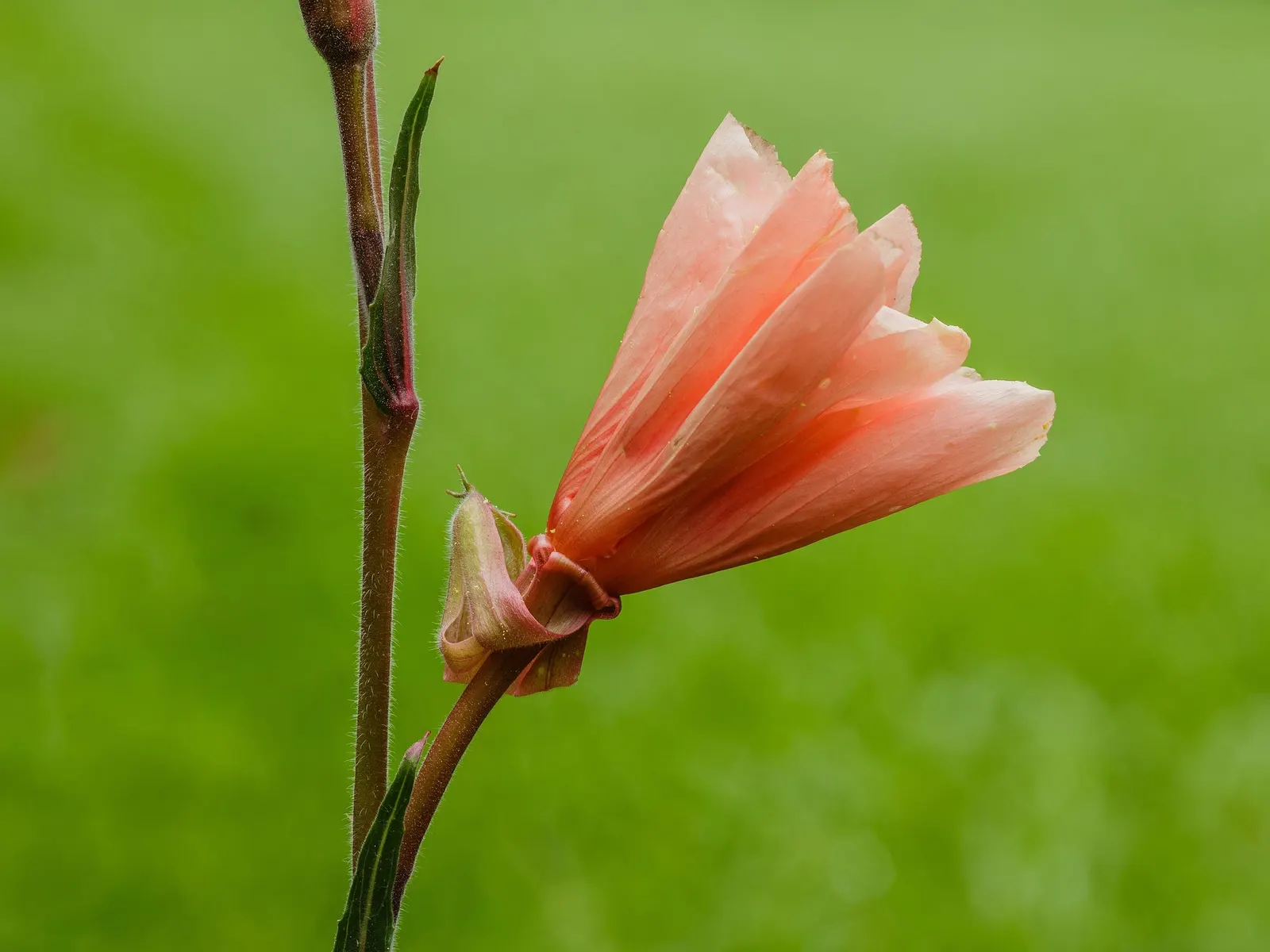 Evening Primrose (Oenothera) — it is equally effective as an edging plant