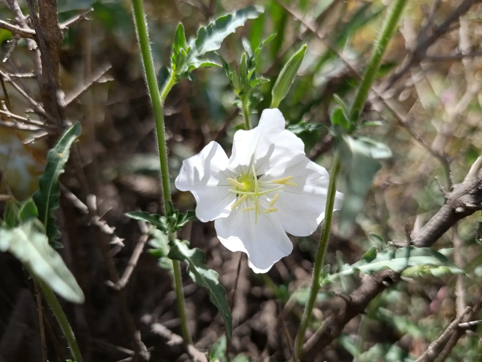 Evening Primrose (Oenothera) — keeping the soil slightly on the dry side often produces the happiest growth