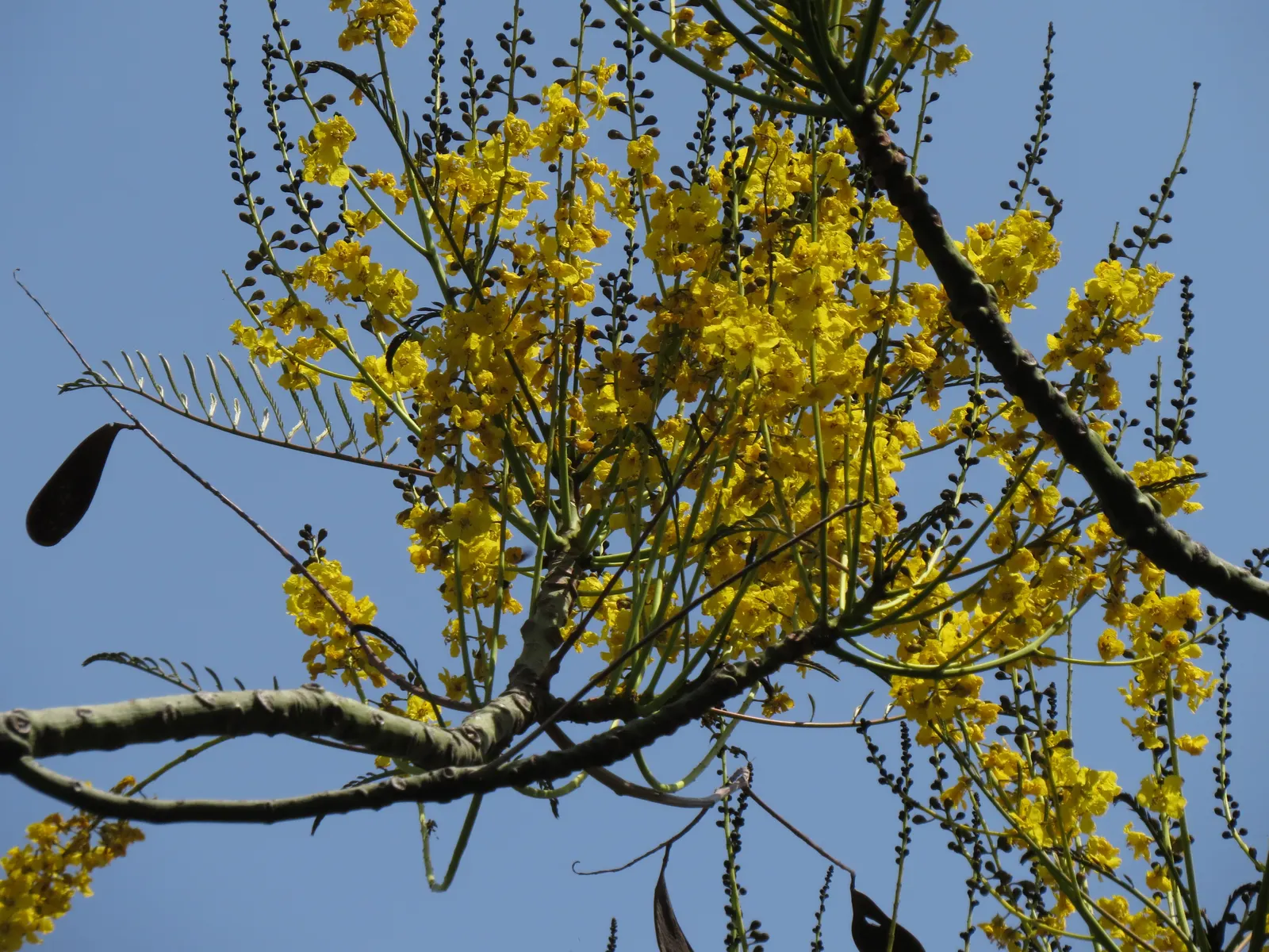 Brazilian Fern Tree (Schizolobium Parahyba) — and while it tolerates a degree of drought once established; often adding up to 10 feet in height annually