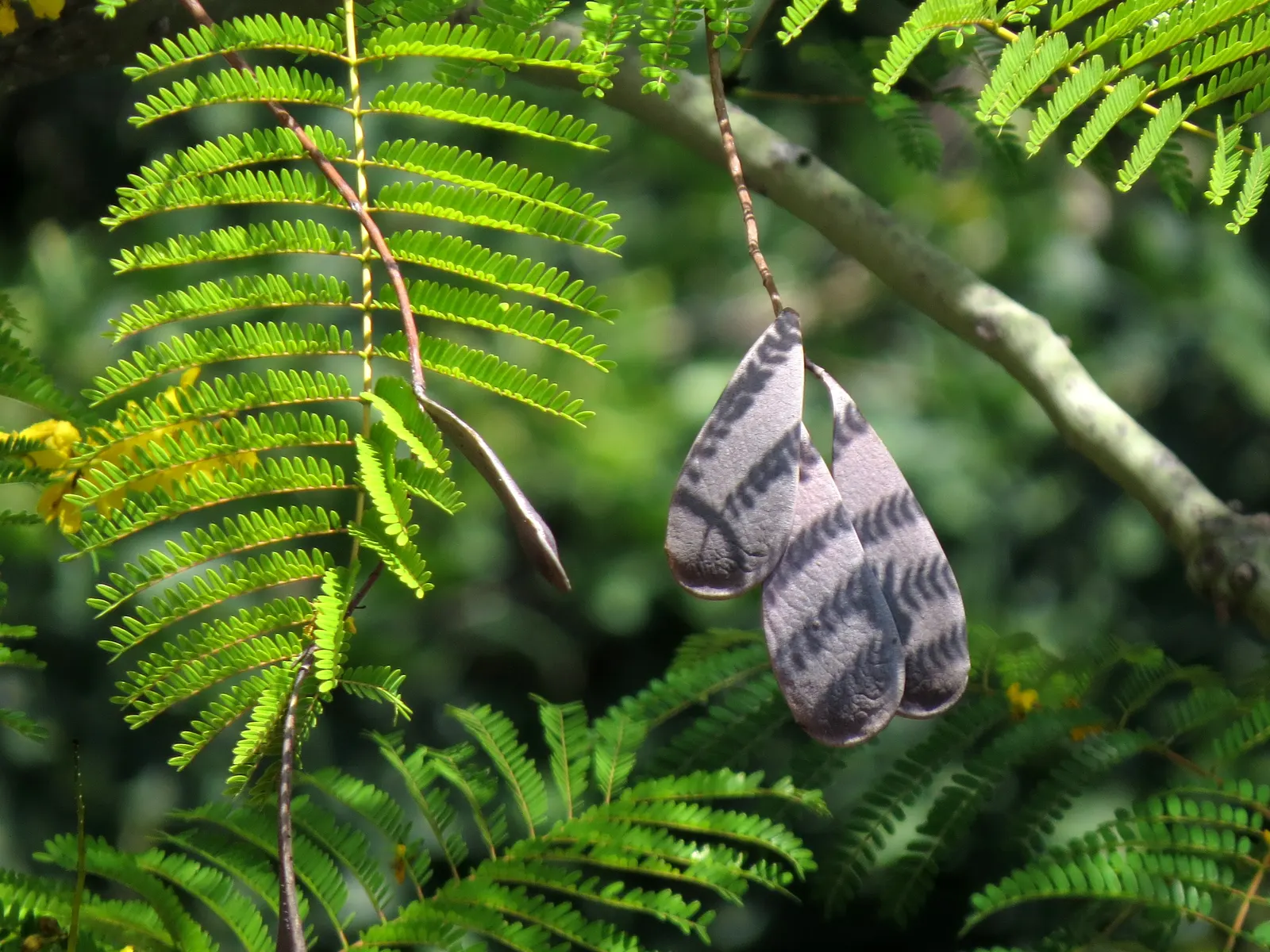 Brazilian Fern Tree (Schizolobium Parahyba) — It dazzles with fern-like leaves and vivid yellow blooms