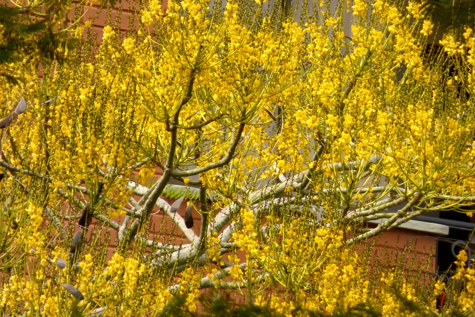Brazilian Fern Tree (Schizolobium Parahyba) — Prefers full sun and well-drained soil; and while it tolerates a degree of drought once established, image 47