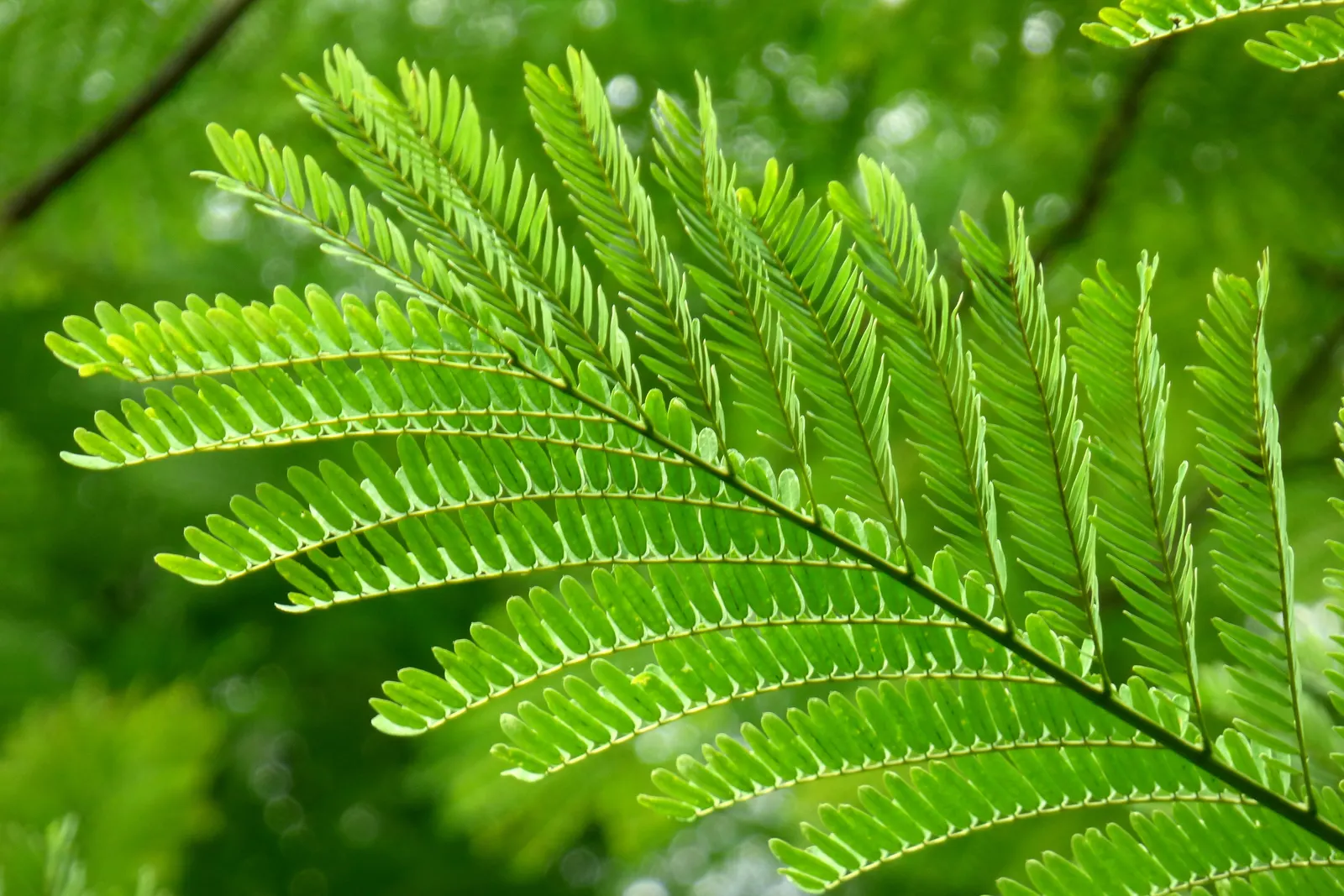 Brazilian Fern Tree (Schizolobium Parahyba) — tree for full or half